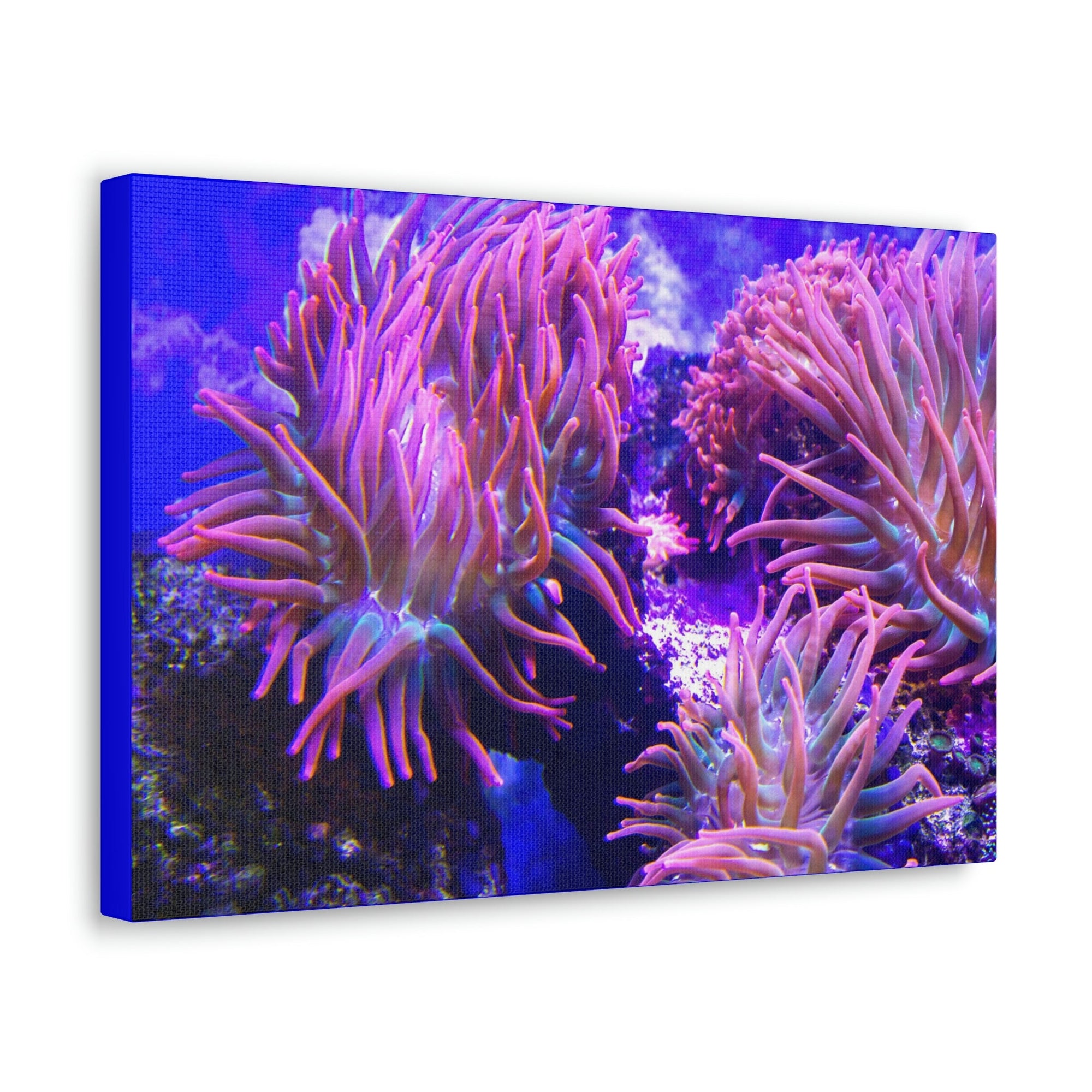 Scripture Walls Majestic Sea Anemone Art Majestic Sea Anemone Print Animal Wall Art Wildlife Canvas Prints Wall Art Ready to Hang Unframed-Express Your Love Gifts