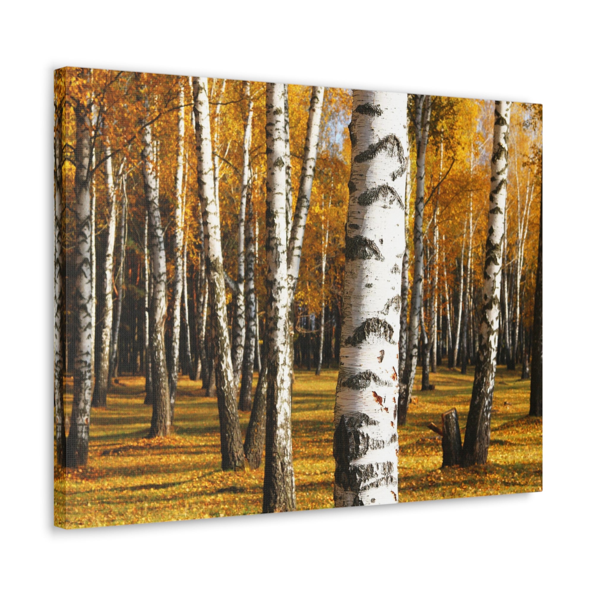 Birch Tree Orange Forest Nature Wilderness Photography Canvas Wall Art for Home Decor Ready-to-Hang-Express Your Love Gifts