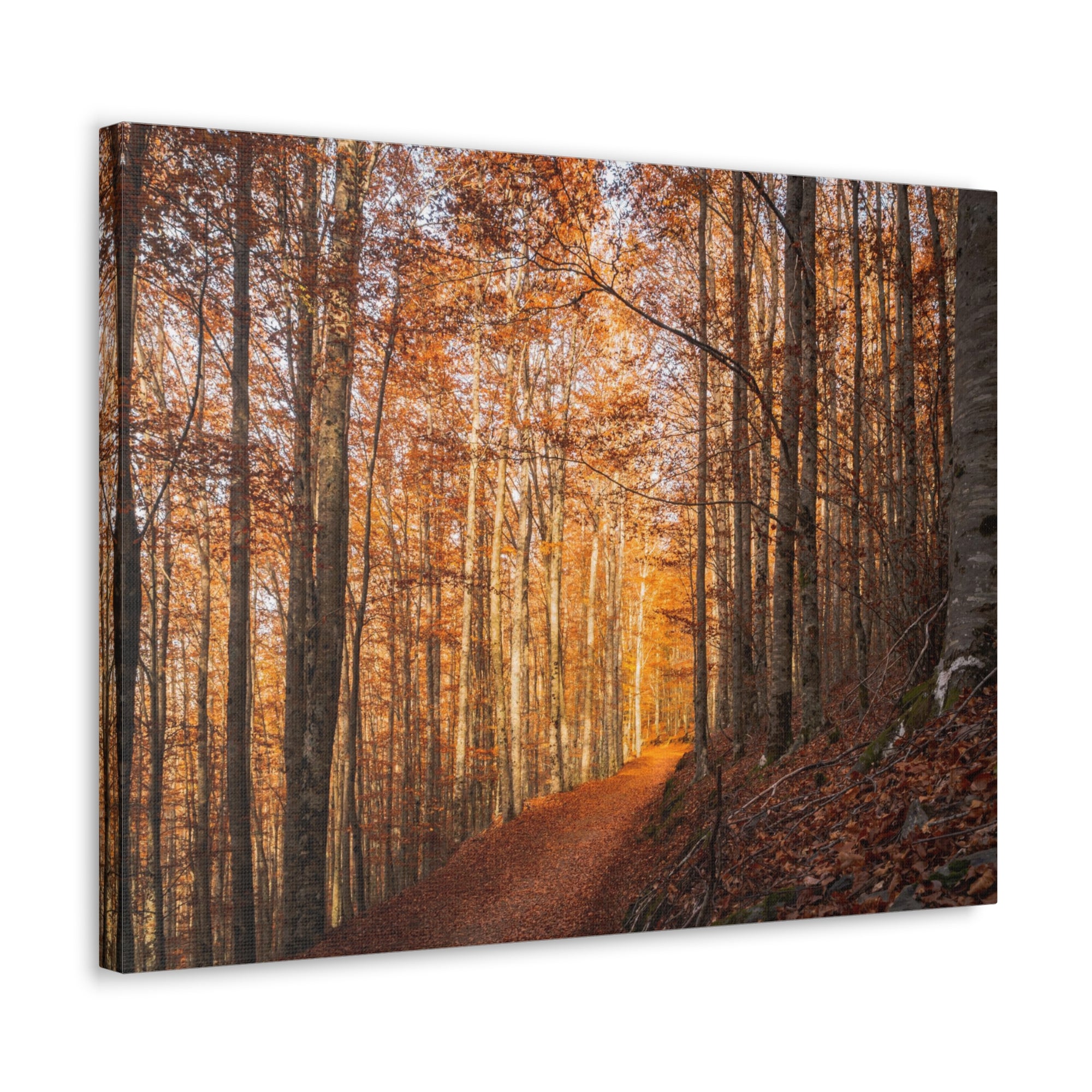 Autumn Forest Tree Trail With Yellow Leaves Nature Wilderness Photography Canvas Wall Art for Home Decor Ready-to-Hang-Express Your Love Gifts