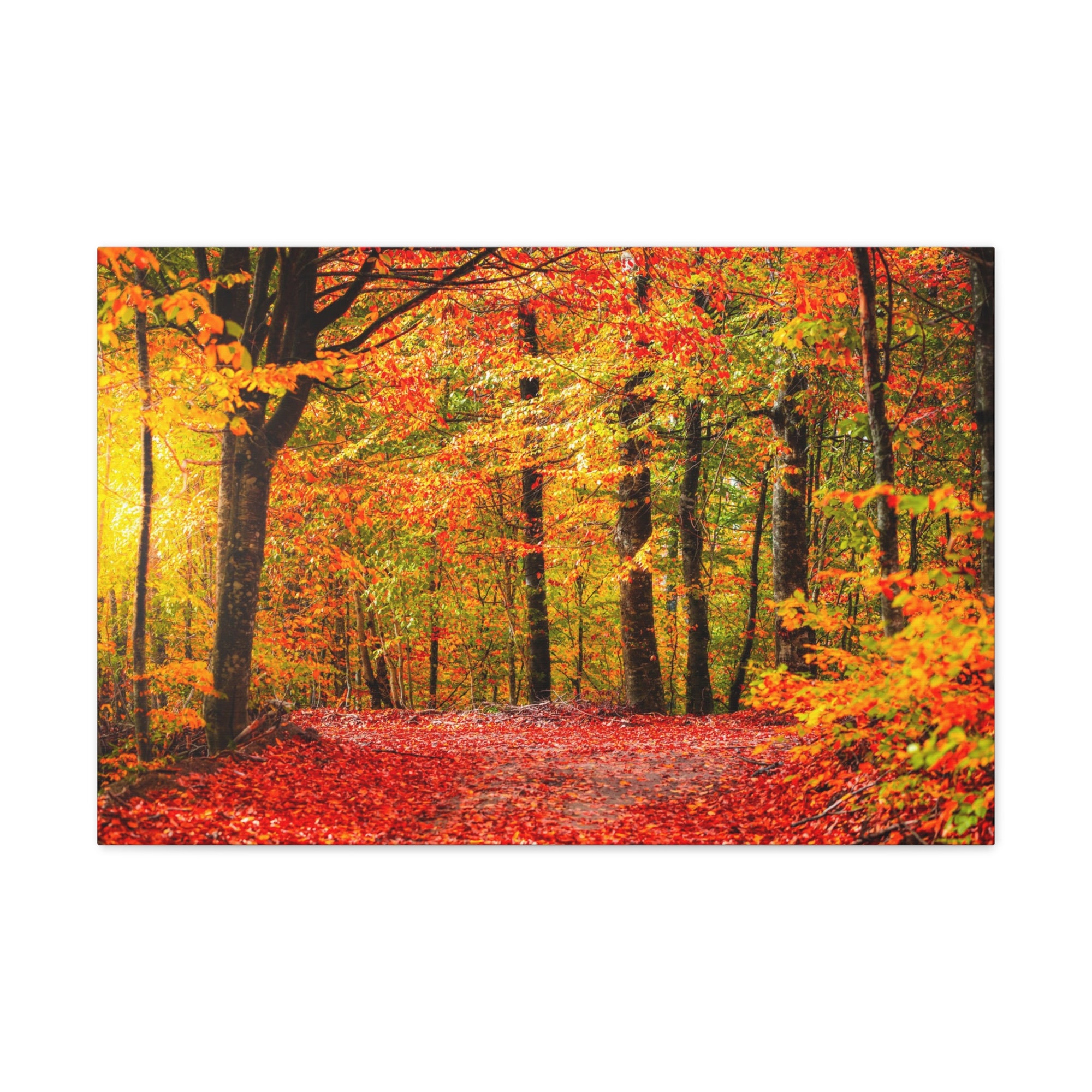 Autumn Forest Orange Leave Tree Nature Wilderness Photography Canvas Wall Art for Home Decor Ready-to-Hang-Express Your Love Gifts