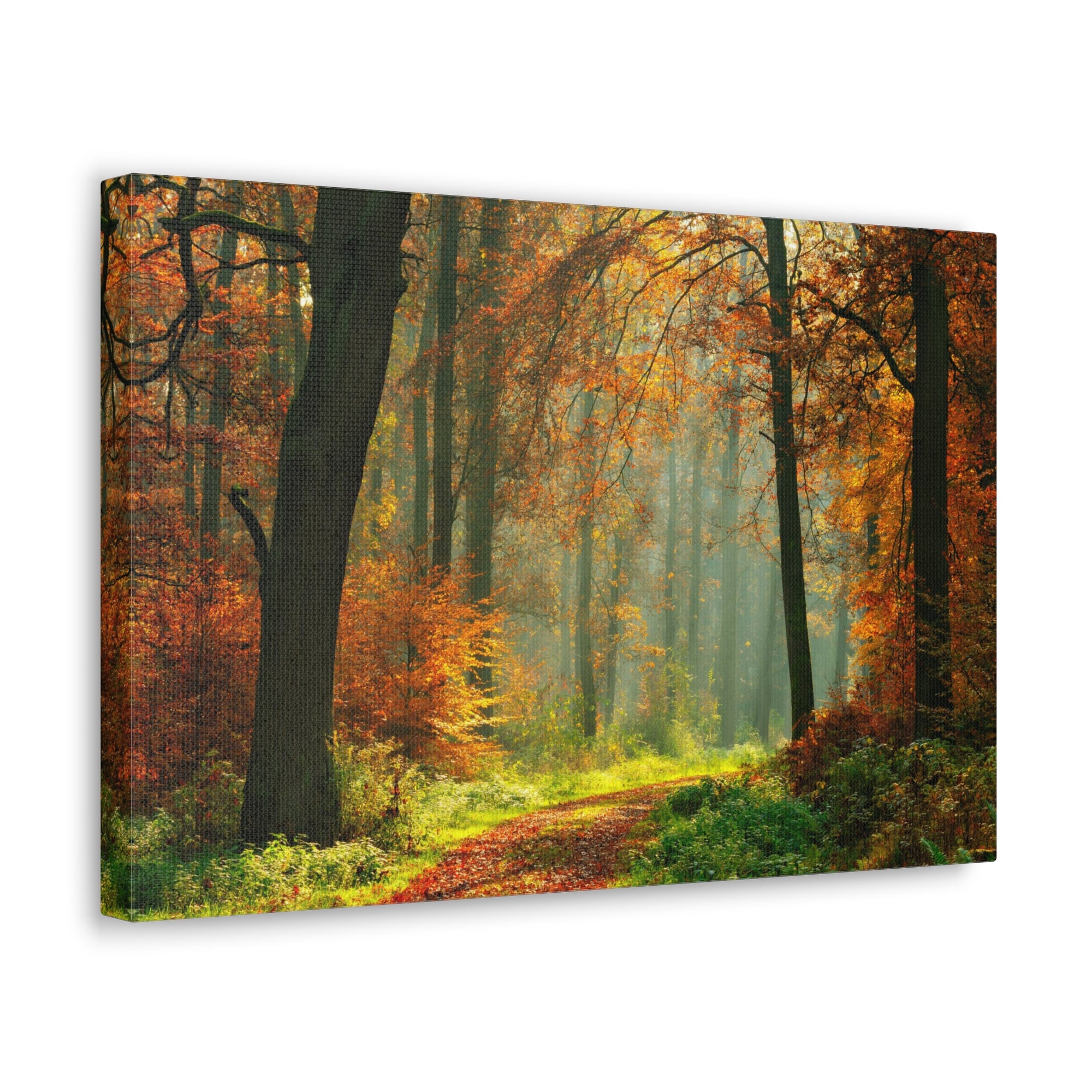 Autumn Tree Trail Forest Nature Wilderness Photography Canvas Wall Art for Home Decor Ready-to-Hang-Express Your Love Gifts