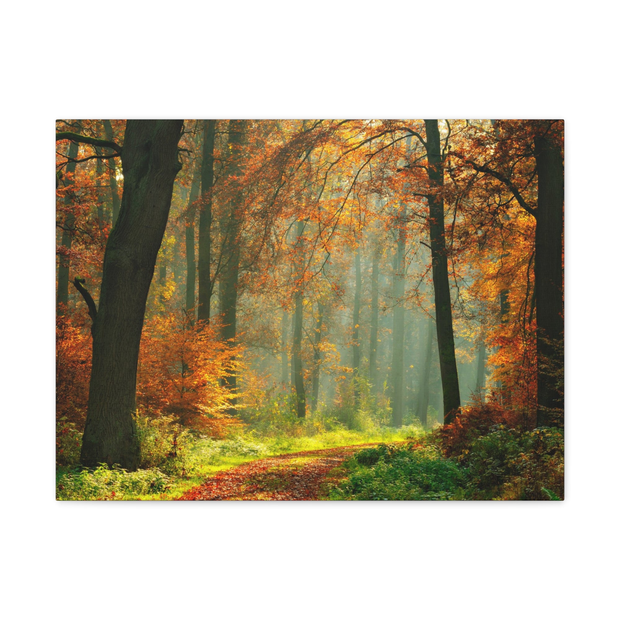 Autumn Tree Trail Forest Nature Wilderness Photography Canvas Wall Art for Home Decor Ready-to-Hang-Express Your Love Gifts