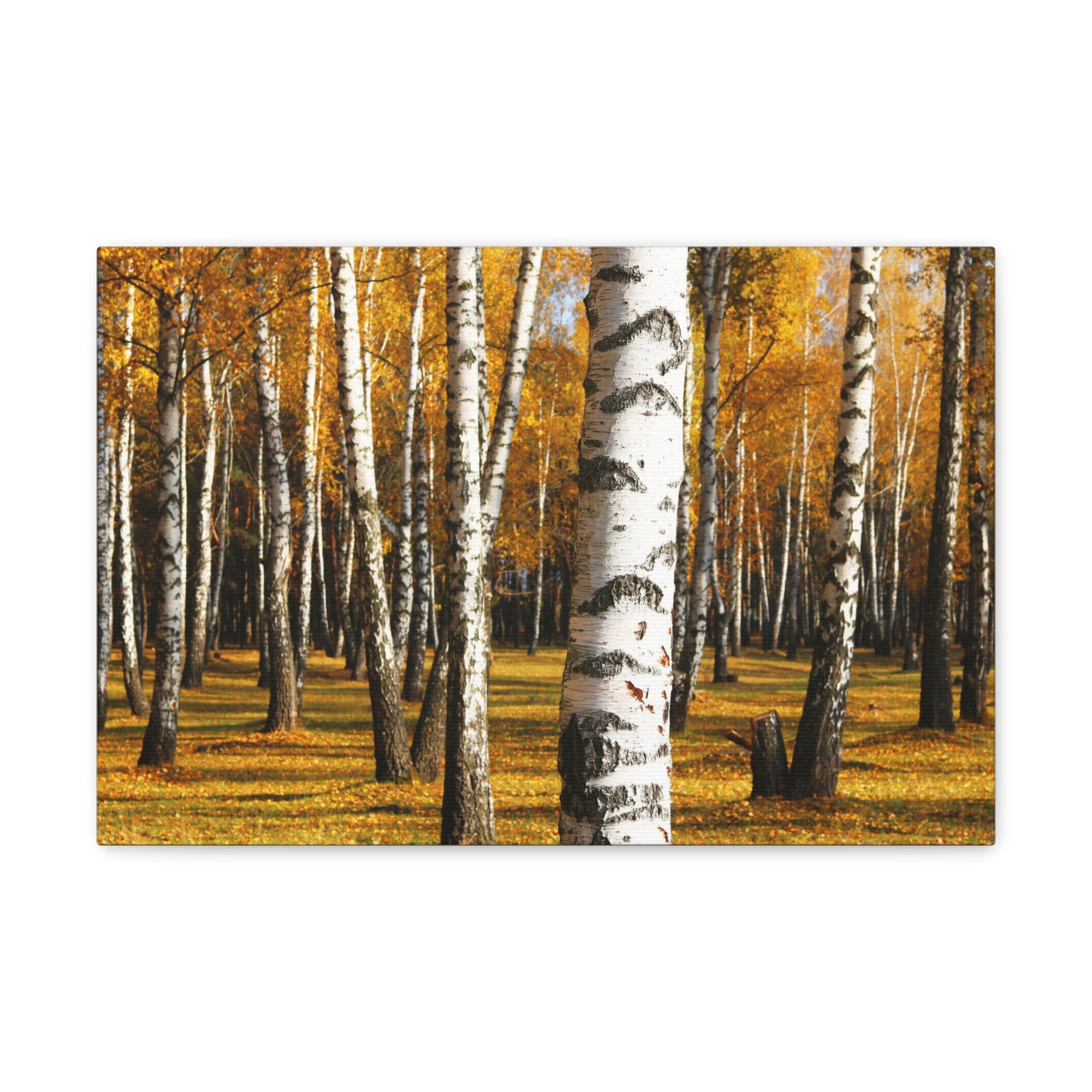 Birch Tree Orange Forest Nature Wilderness Photography Canvas Wall Art for Home Decor Ready-to-Hang-Express Your Love Gifts