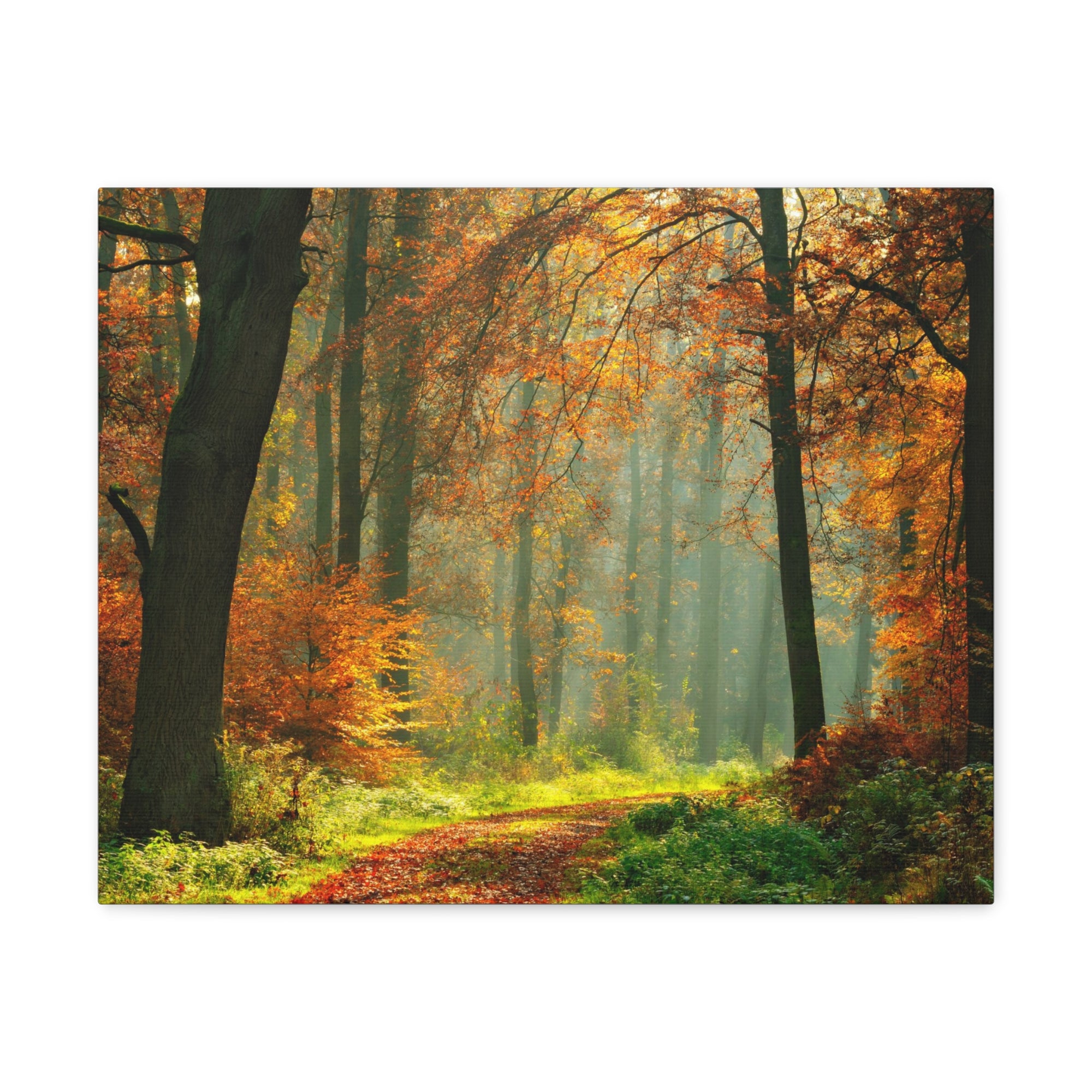 Autumn Tree Trail Forest Nature Wilderness Photography Canvas Wall Art for Home Decor Ready-to-Hang-Express Your Love Gifts