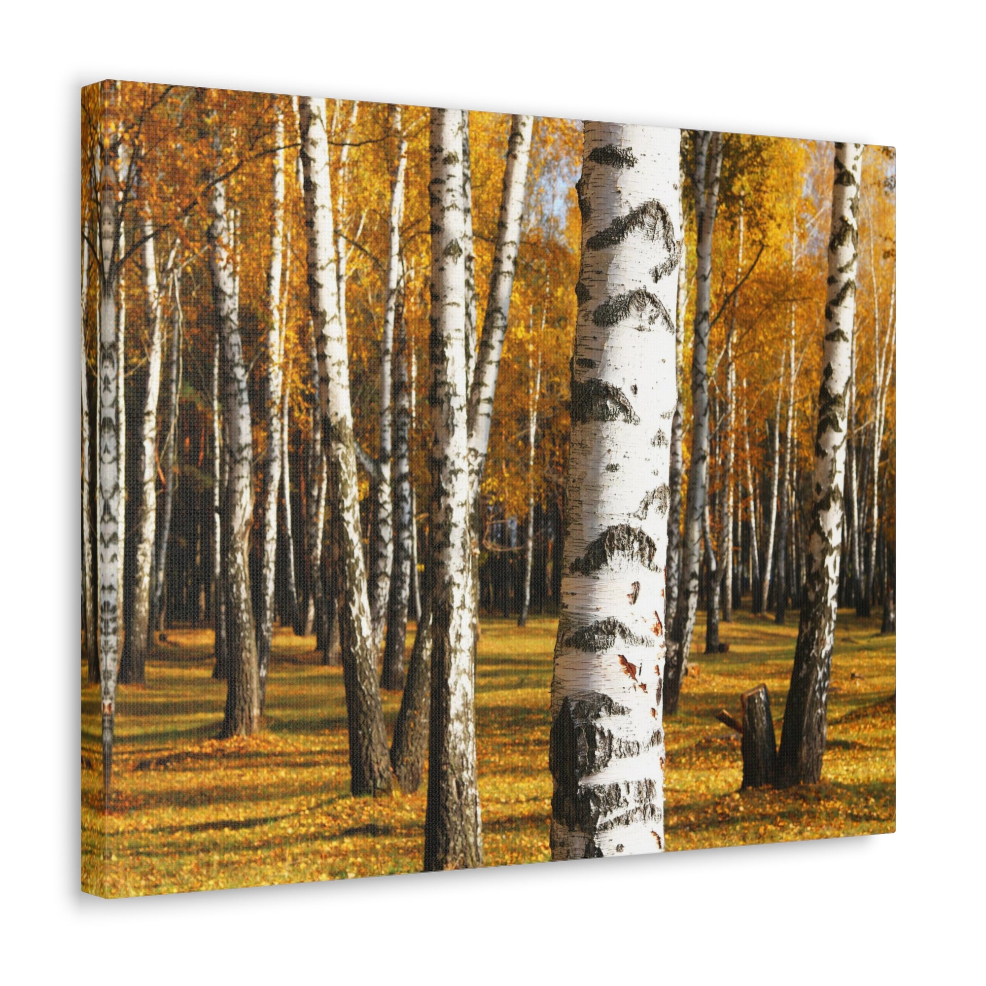 Birch Tree Orange Forest Nature Wilderness Photography Canvas Wall Art for Home Decor Ready-to-Hang-Express Your Love Gifts