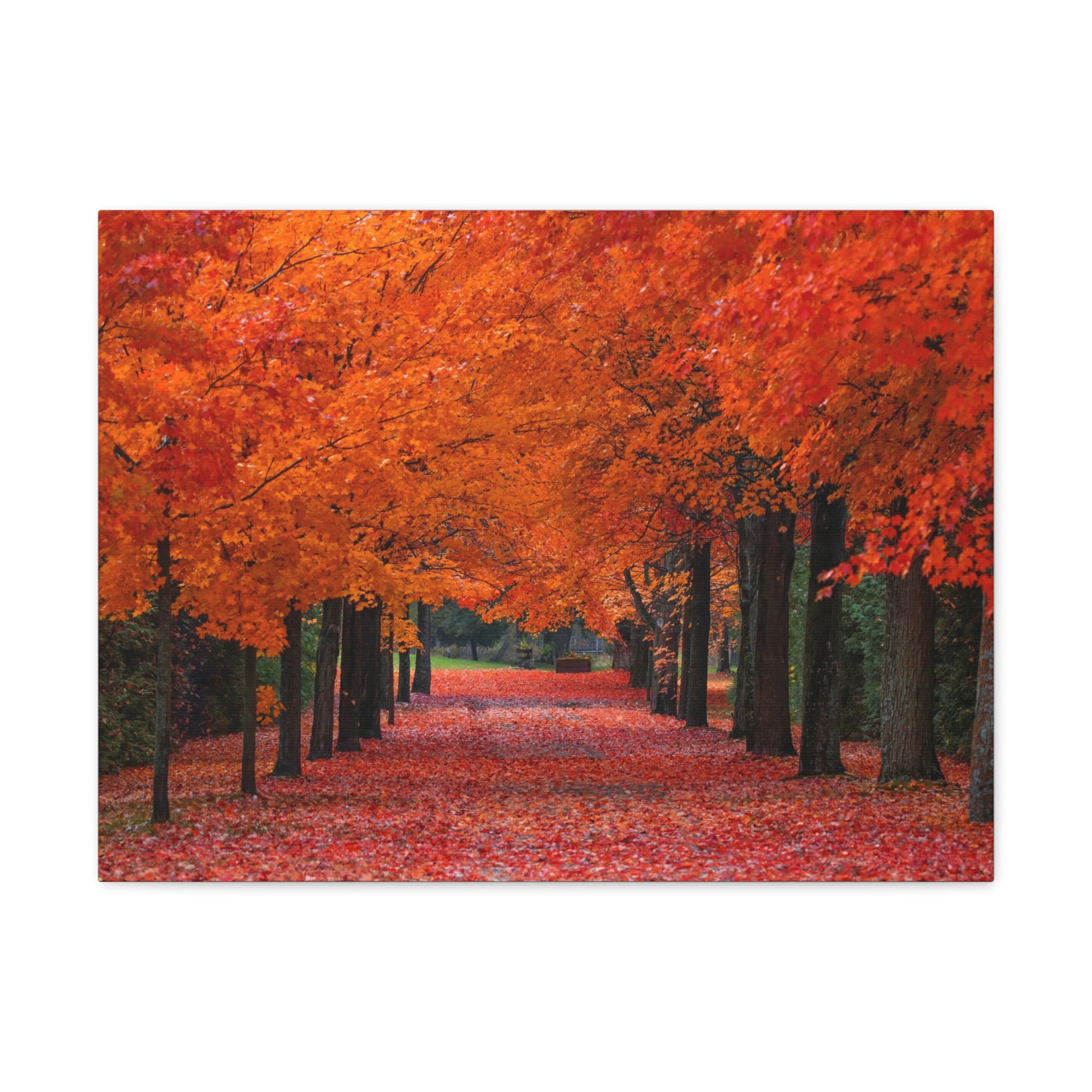 Autumn Forest Orange Leave Tree Trail Nature Wilderness Photography Canvas Wall Art for Home Decor Ready-to-Hang-Express Your Love Gifts