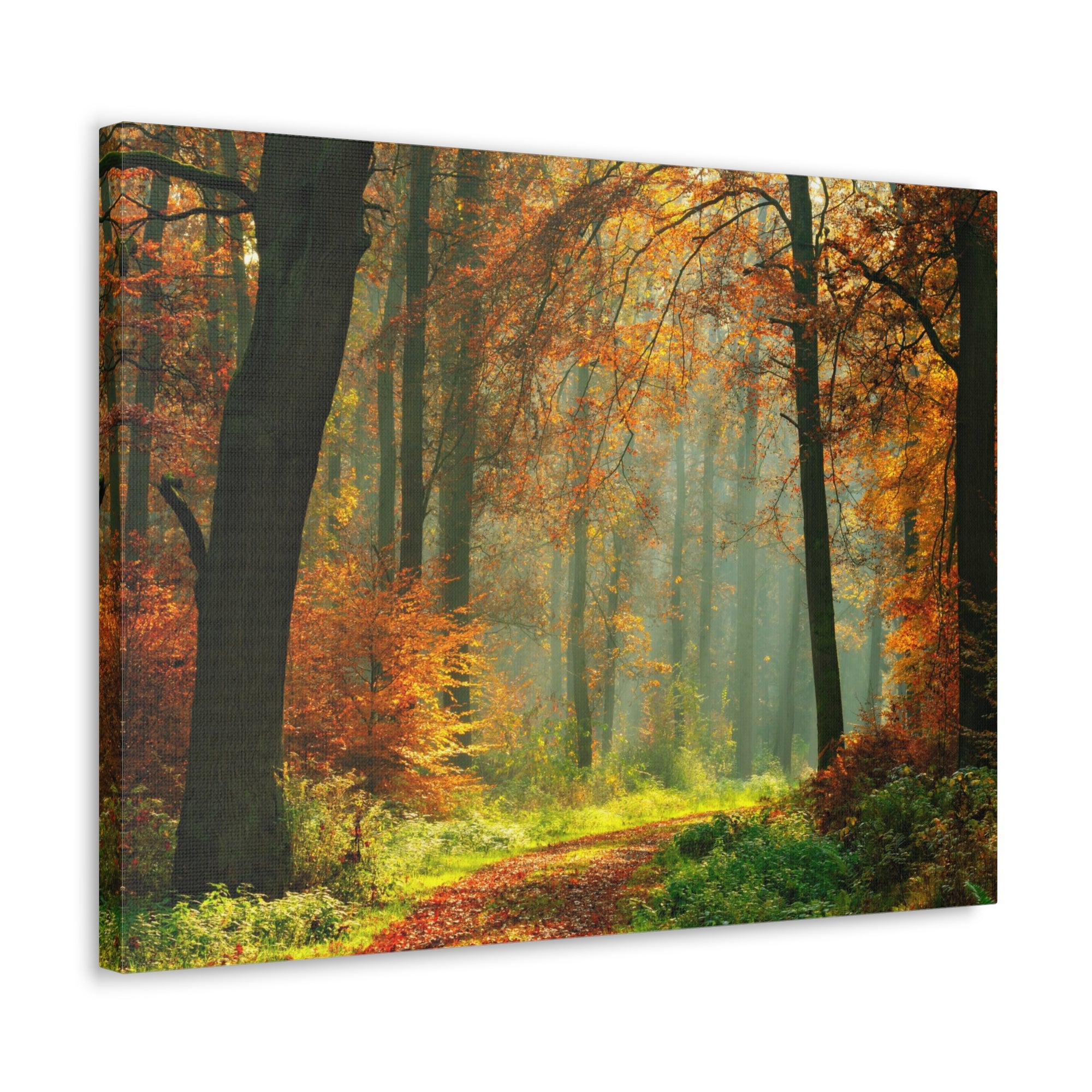 Autumn Tree Trail Forest Nature Wilderness Photography Canvas Wall Art for Home Decor Ready-to-Hang-Express Your Love Gifts