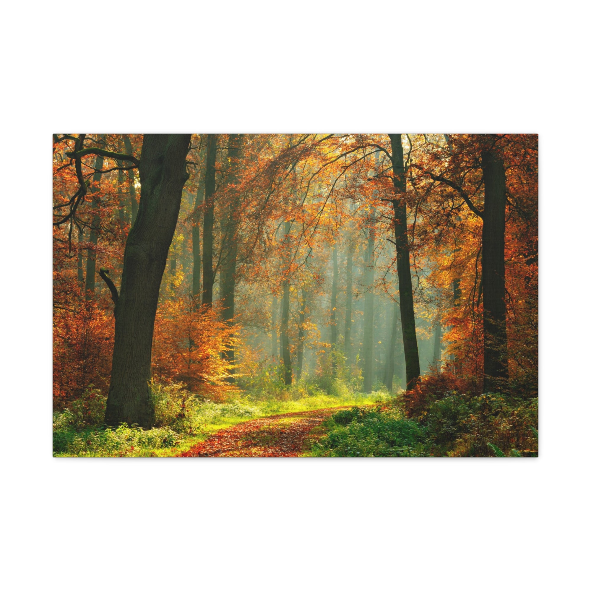 Autumn Tree Trail Forest Nature Wilderness Photography Canvas Wall Art for Home Decor Ready-to-Hang-Express Your Love Gifts