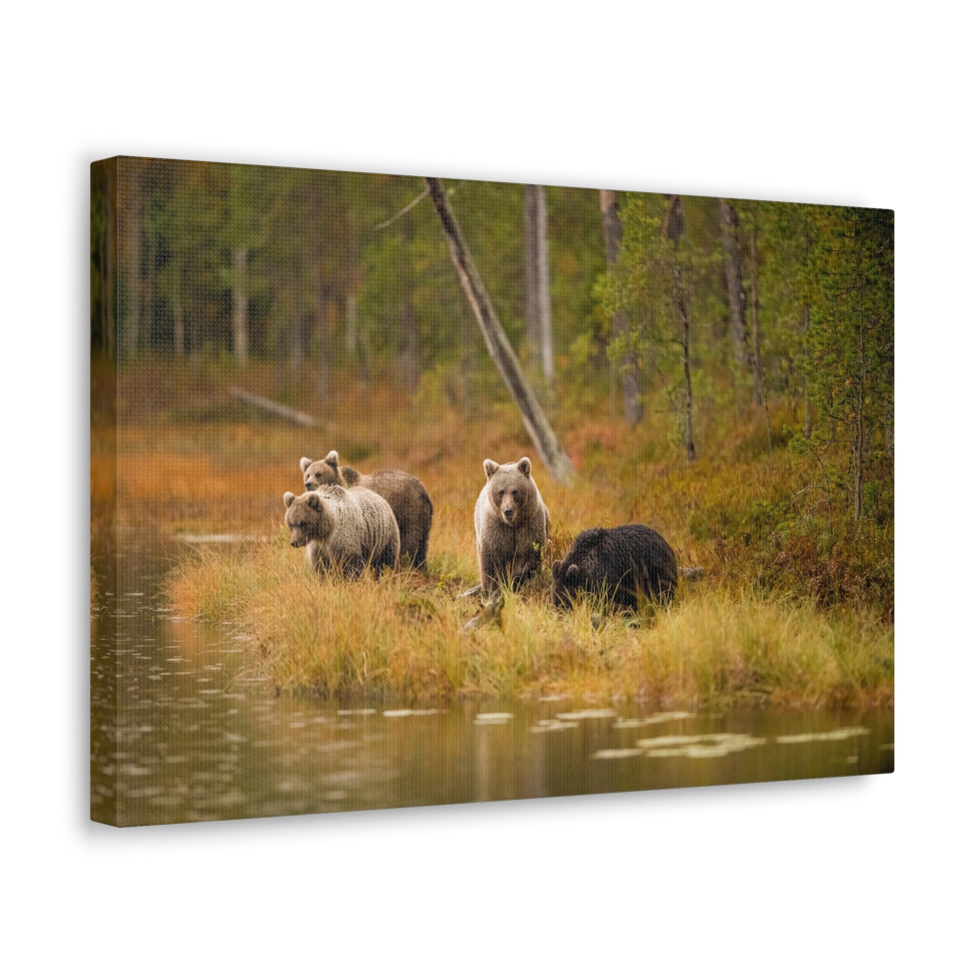 Bears In Spring Forest Nature Wilderness Photography Canvas Wall Art for Home Decor Ready-to-Hang-Express Your Love Gifts