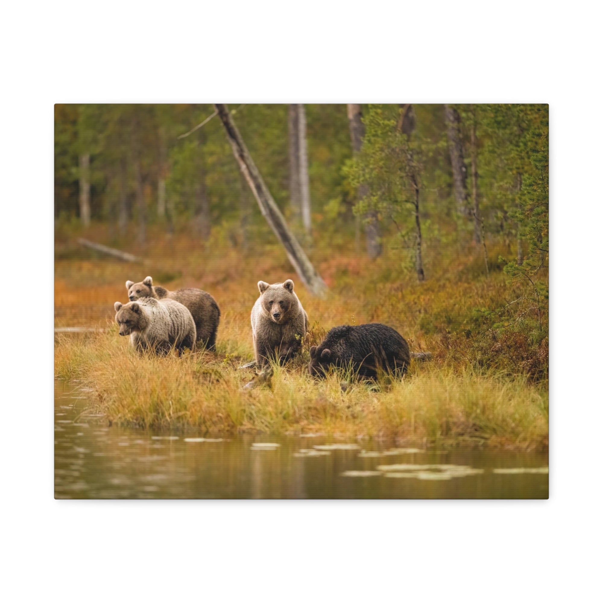 Bears In Spring Forest Nature Wilderness Photography Canvas Wall Art for Home Decor Ready-to-Hang-Express Your Love Gifts