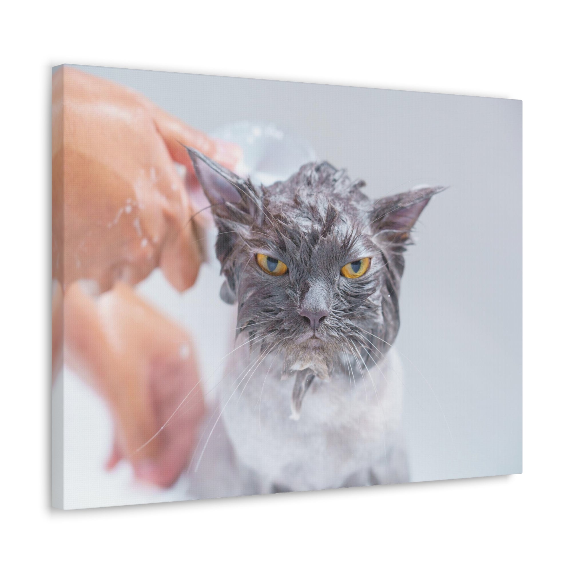 Funny Persian Cat Bathee Canvas Wall Art for Home Decor Ready-to-Hang-Express Your Love Gifts