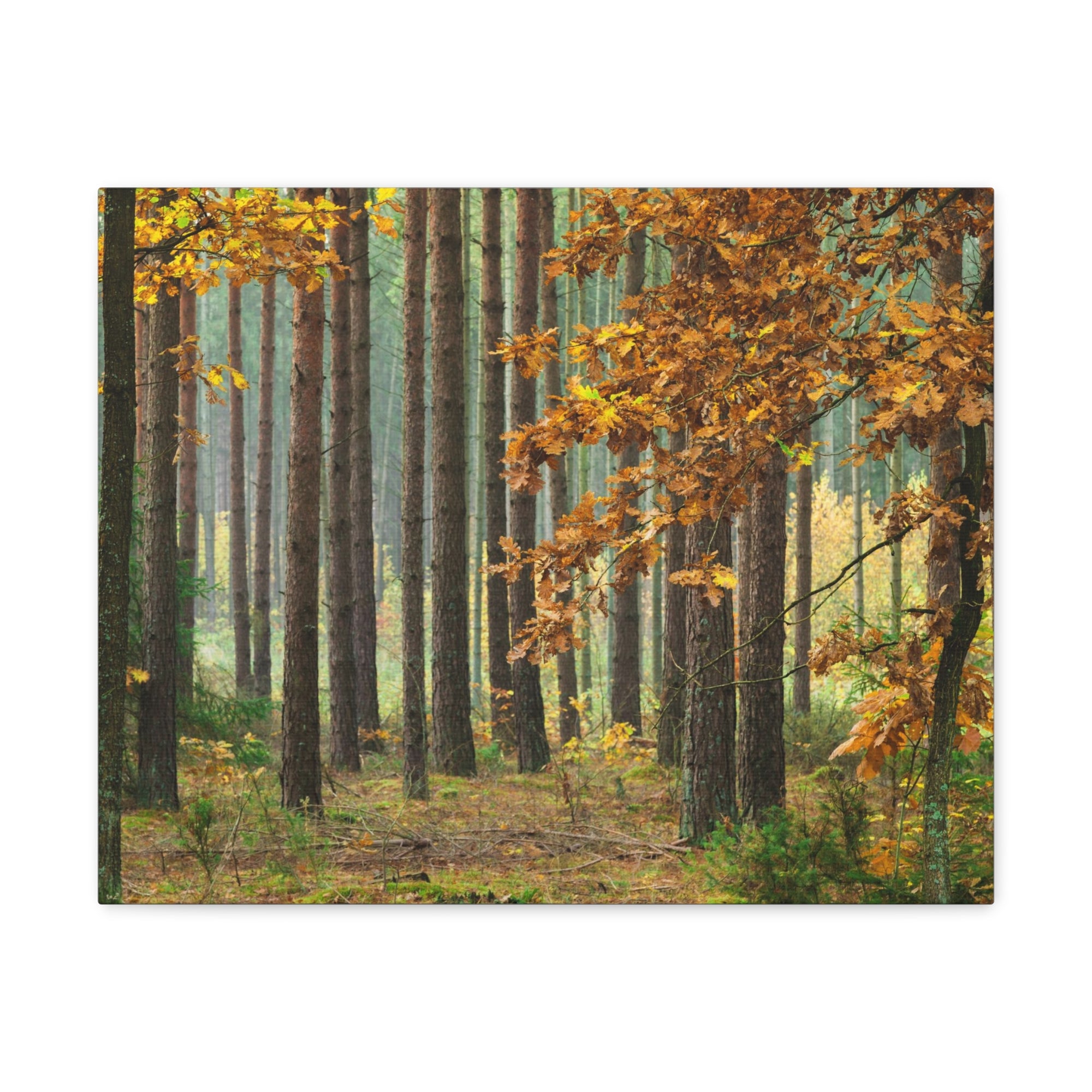 Autumn Forest Orange Tree Nature Wilderness Photography Canvas Wall Art for Home Decor Ready-to-Hang-Express Your Love Gifts