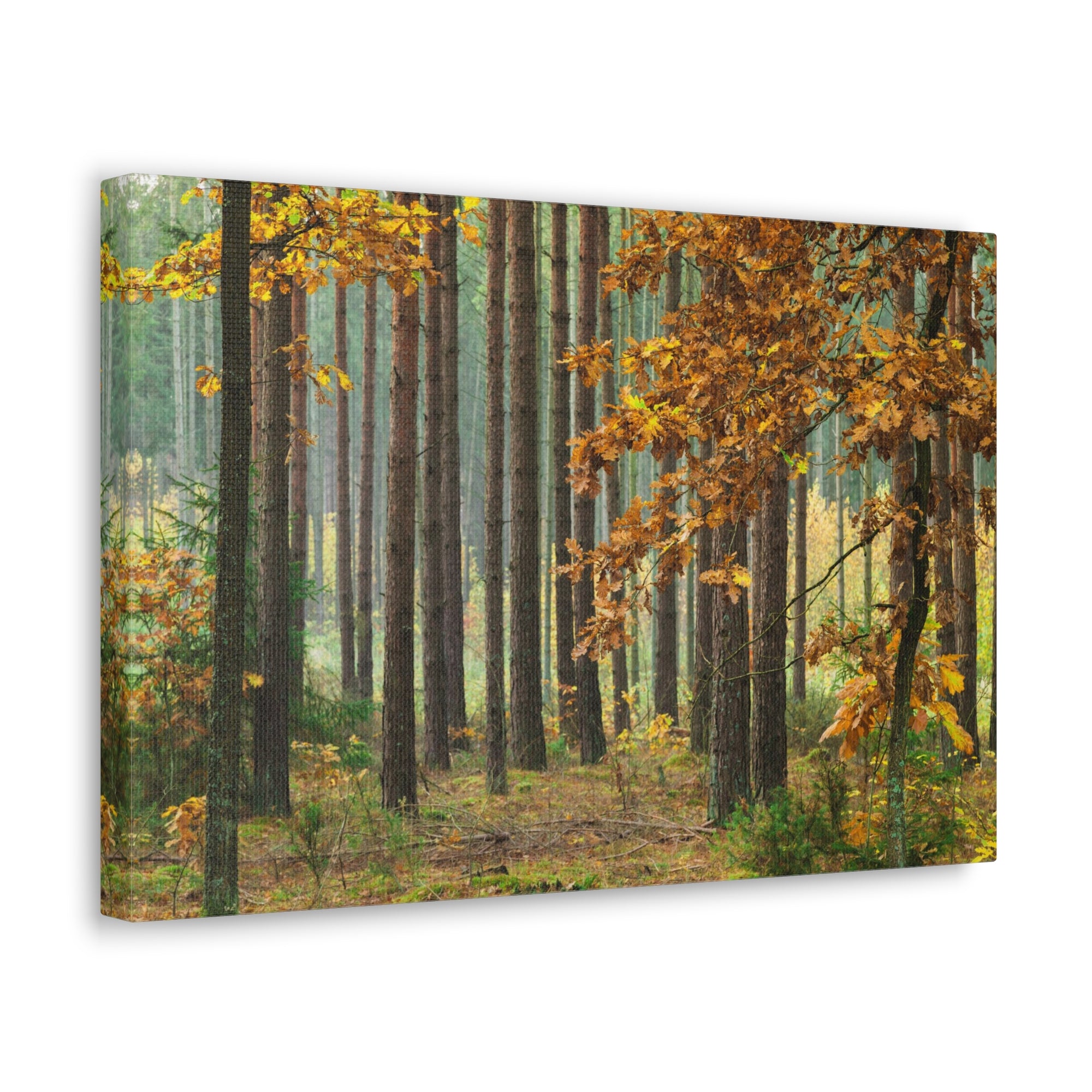 Autumn Forest Orange Tree Nature Wilderness Photography Canvas Wall Art for Home Decor Ready-to-Hang-Express Your Love Gifts