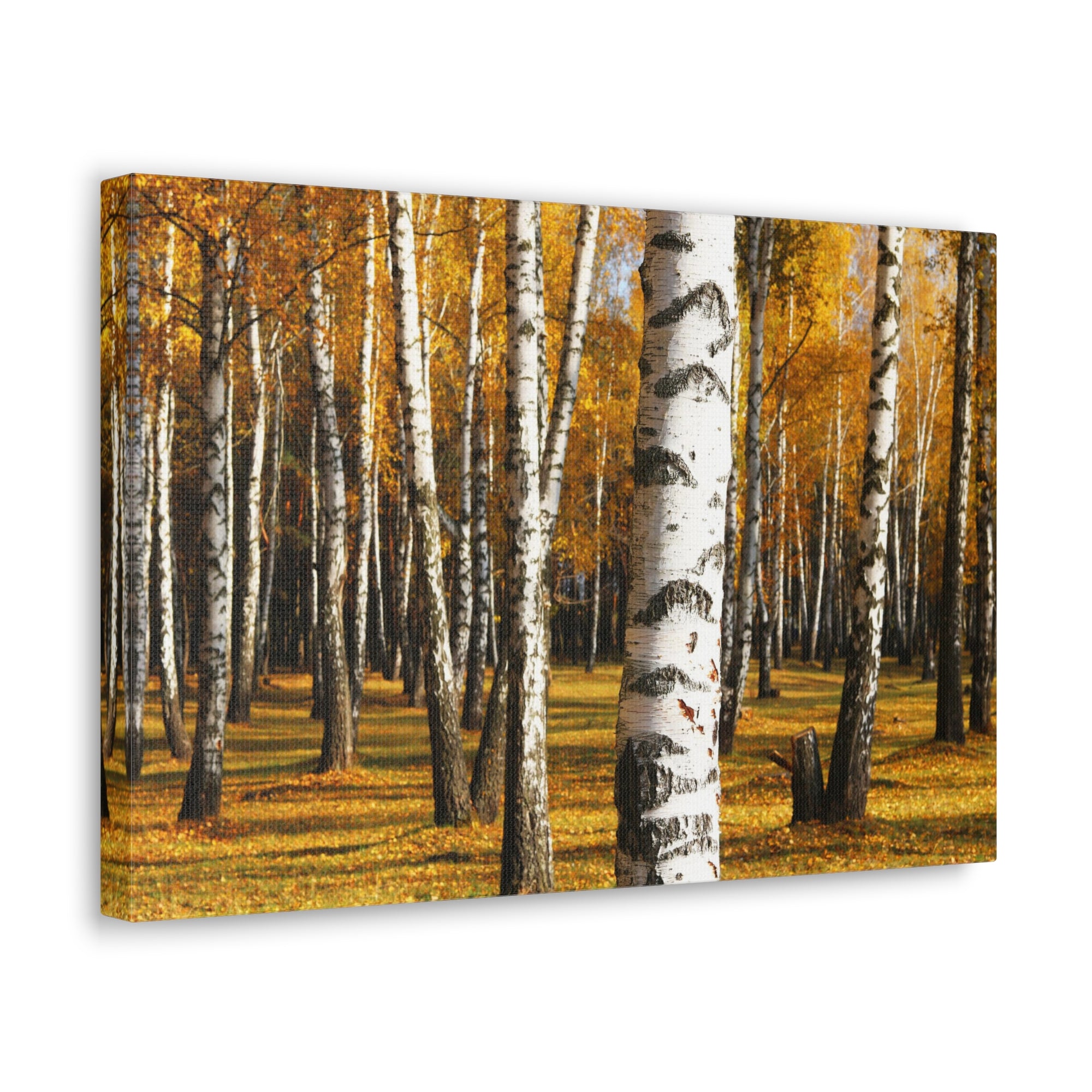 Birch Tree Orange Forest Nature Wilderness Photography Canvas Wall Art for Home Decor Ready-to-Hang-Express Your Love Gifts