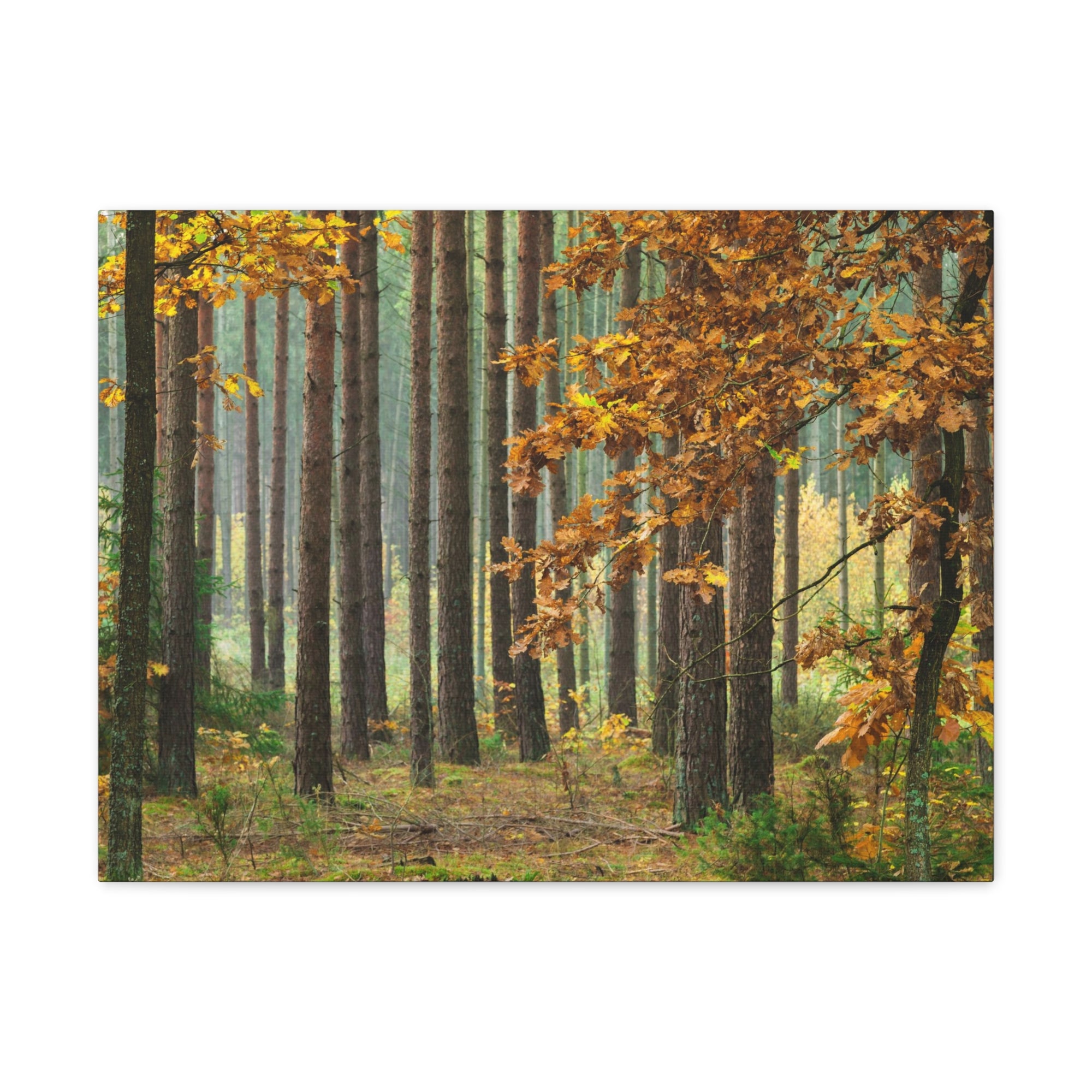 Autumn Forest Orange Tree Nature Wilderness Photography Canvas Wall Art for Home Decor Ready-to-Hang-Express Your Love Gifts