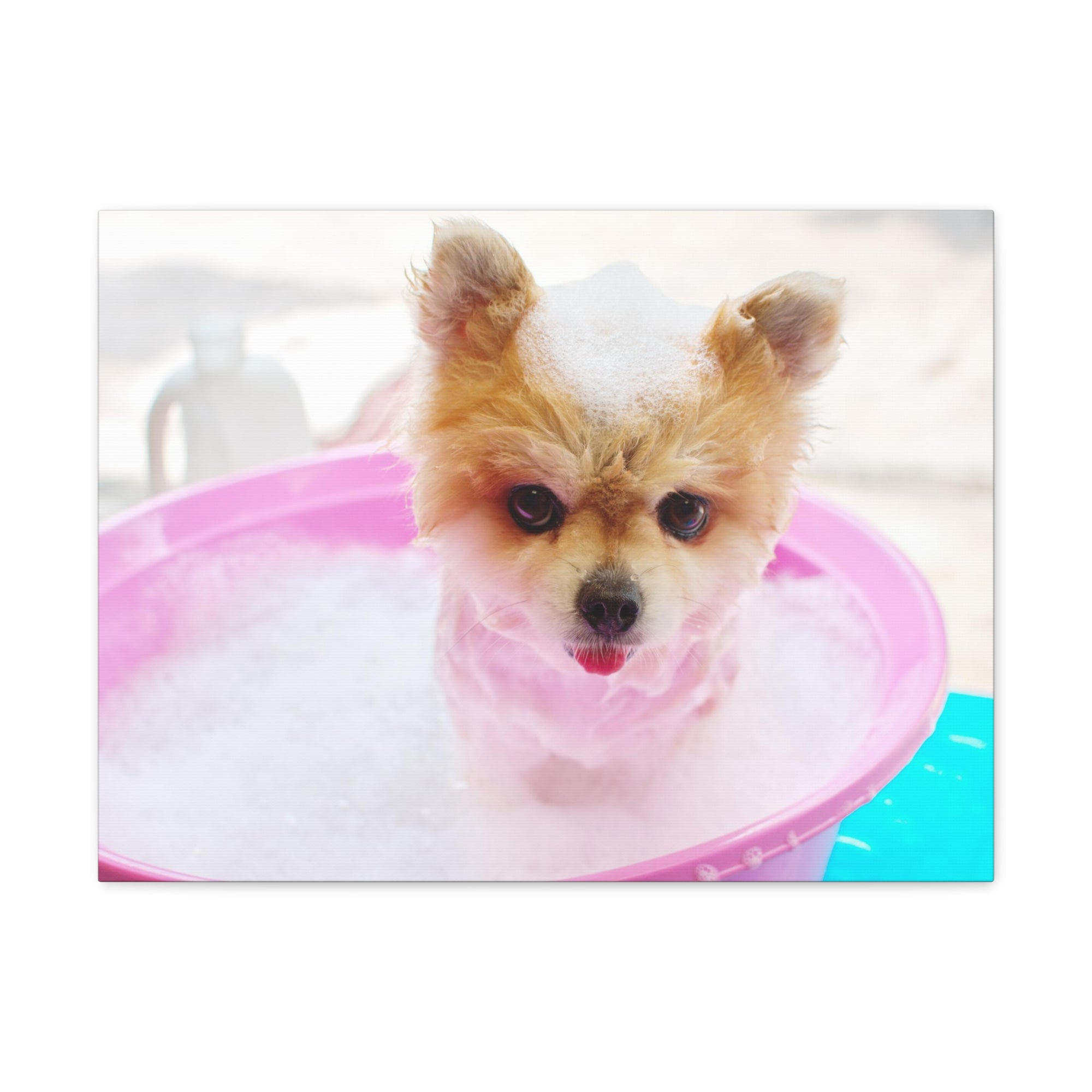 Funny Pomeranian Bath Canvas Wall Art for Home Decor Ready-to-Hang-Express Your Love Gifts