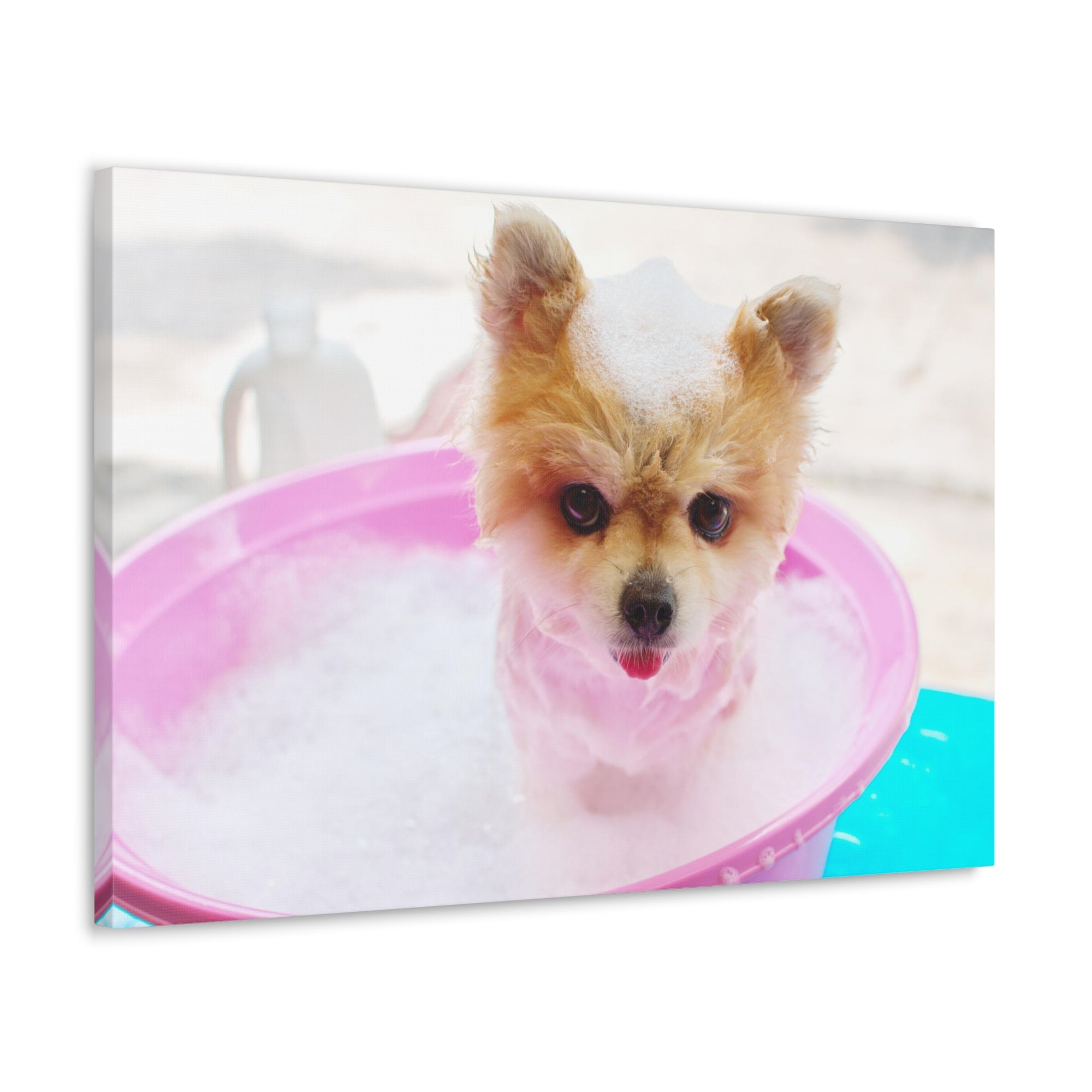 Funny Pomeranian Bath Canvas Wall Art for Home Decor Ready-to-Hang-Express Your Love Gifts