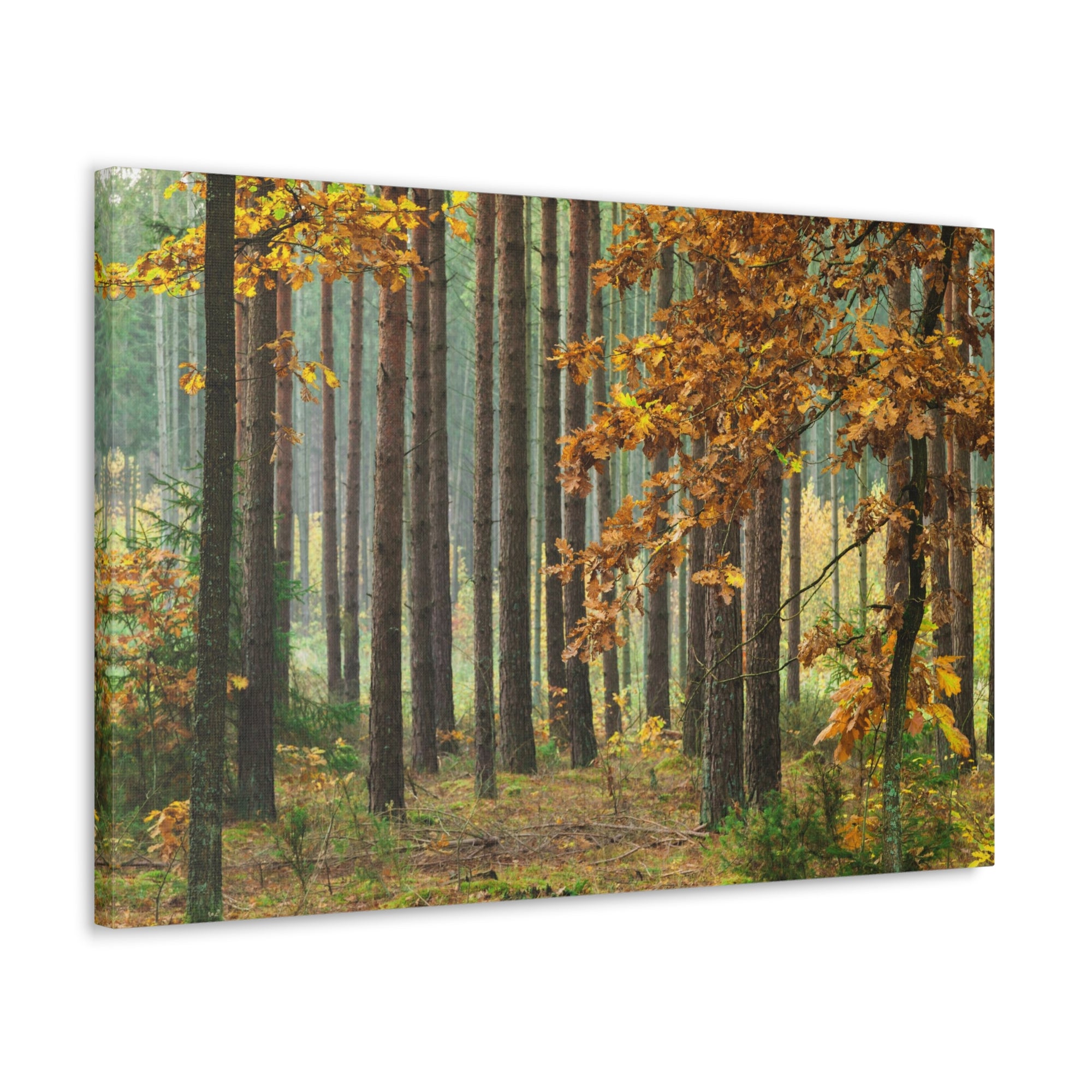 Autumn Forest Orange Tree Nature Wilderness Photography Canvas Wall Art for Home Decor Ready-to-Hang-Express Your Love Gifts