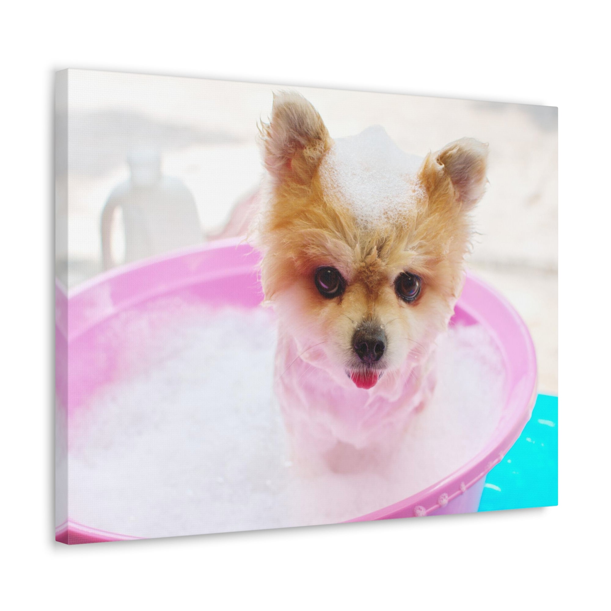 Funny Pomeranian Bath Canvas Wall Art for Home Decor Ready-to-Hang-Express Your Love Gifts