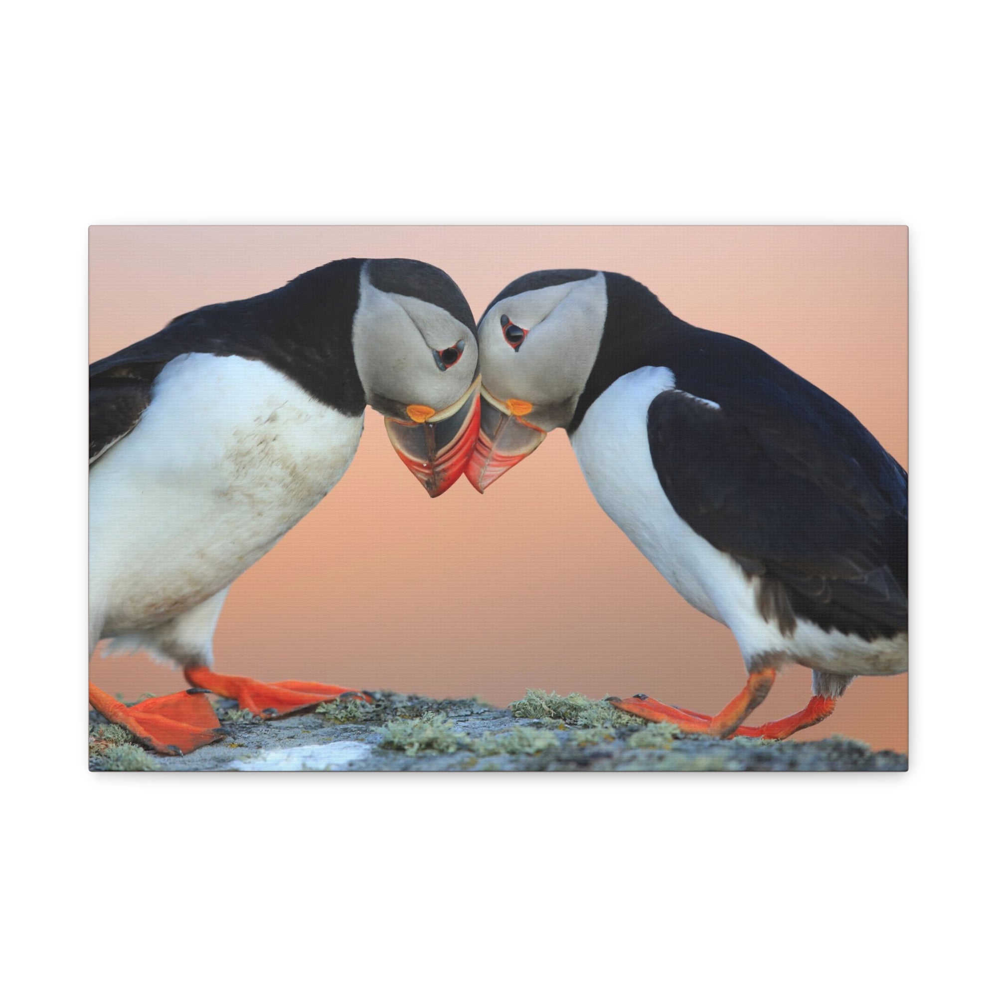 Funny Atlantic Puffin Silly Atlantic Puffin Couple Wall Art Ready to Hang-Express Your Love Gifts