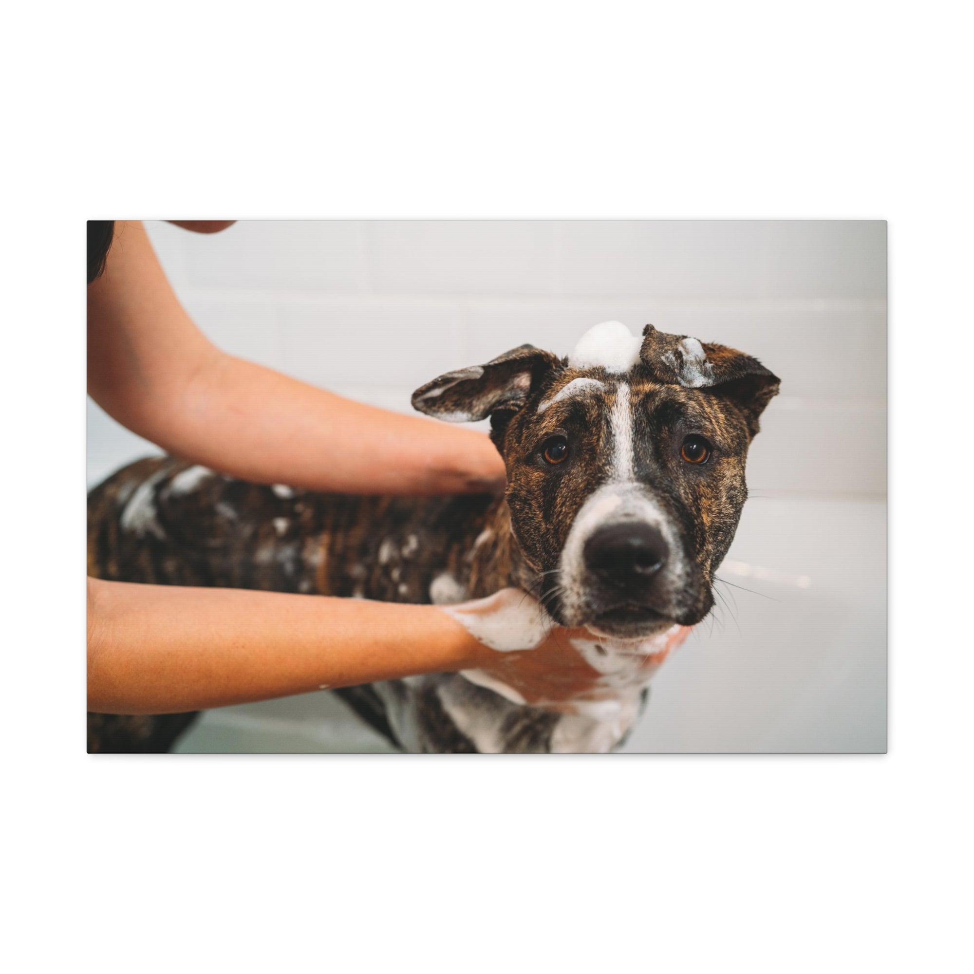 Cute American Staffordshire Terrier Bathee Canvas Wall Art for Home Decor Ready-to-Hang-Express Your Love Gifts