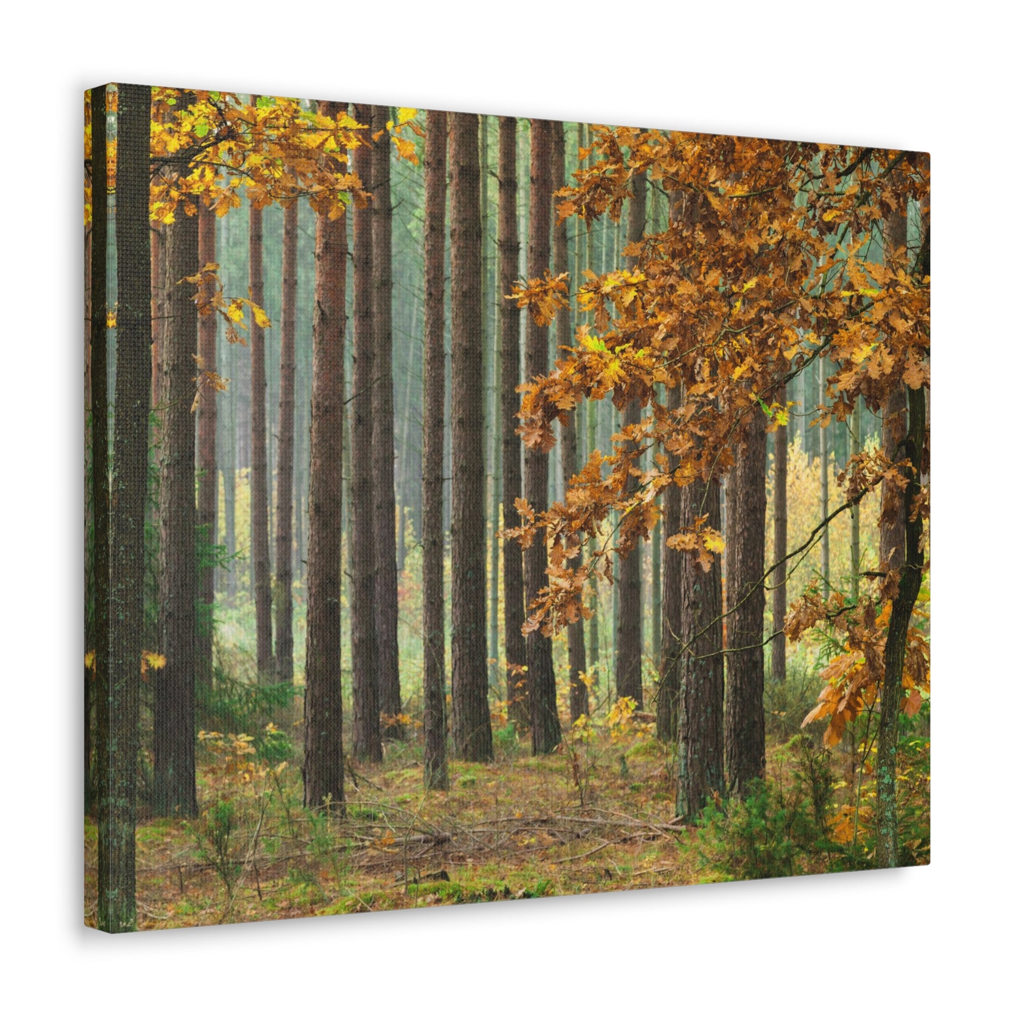 Autumn Forest Orange Tree Nature Wilderness Photography Canvas Wall Art for Home Decor Ready-to-Hang-Express Your Love Gifts