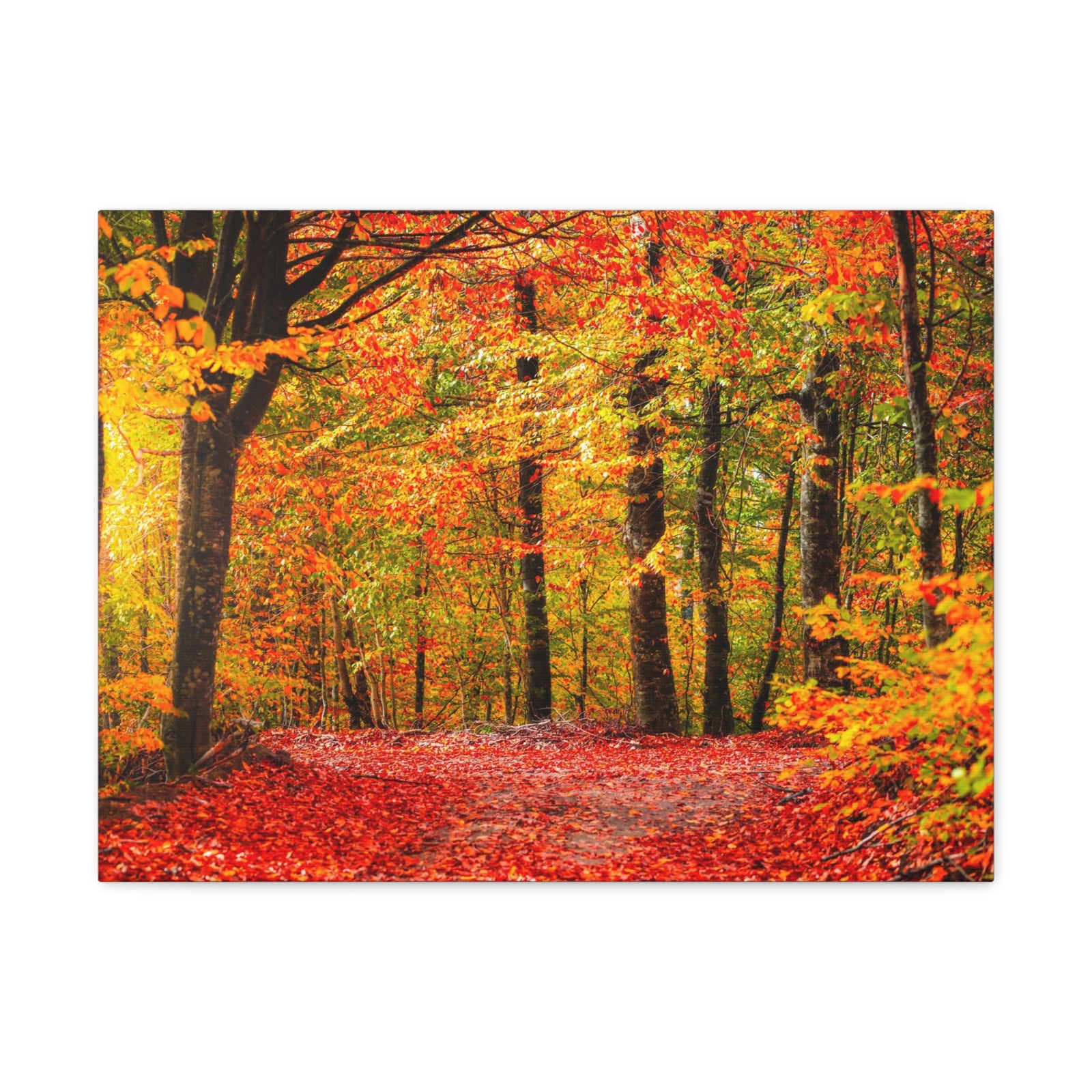 Autumn Forest Orange Leave Tree Nature Wilderness Photography Canvas Wall Art for Home Decor Ready-to-Hang-Express Your Love Gifts