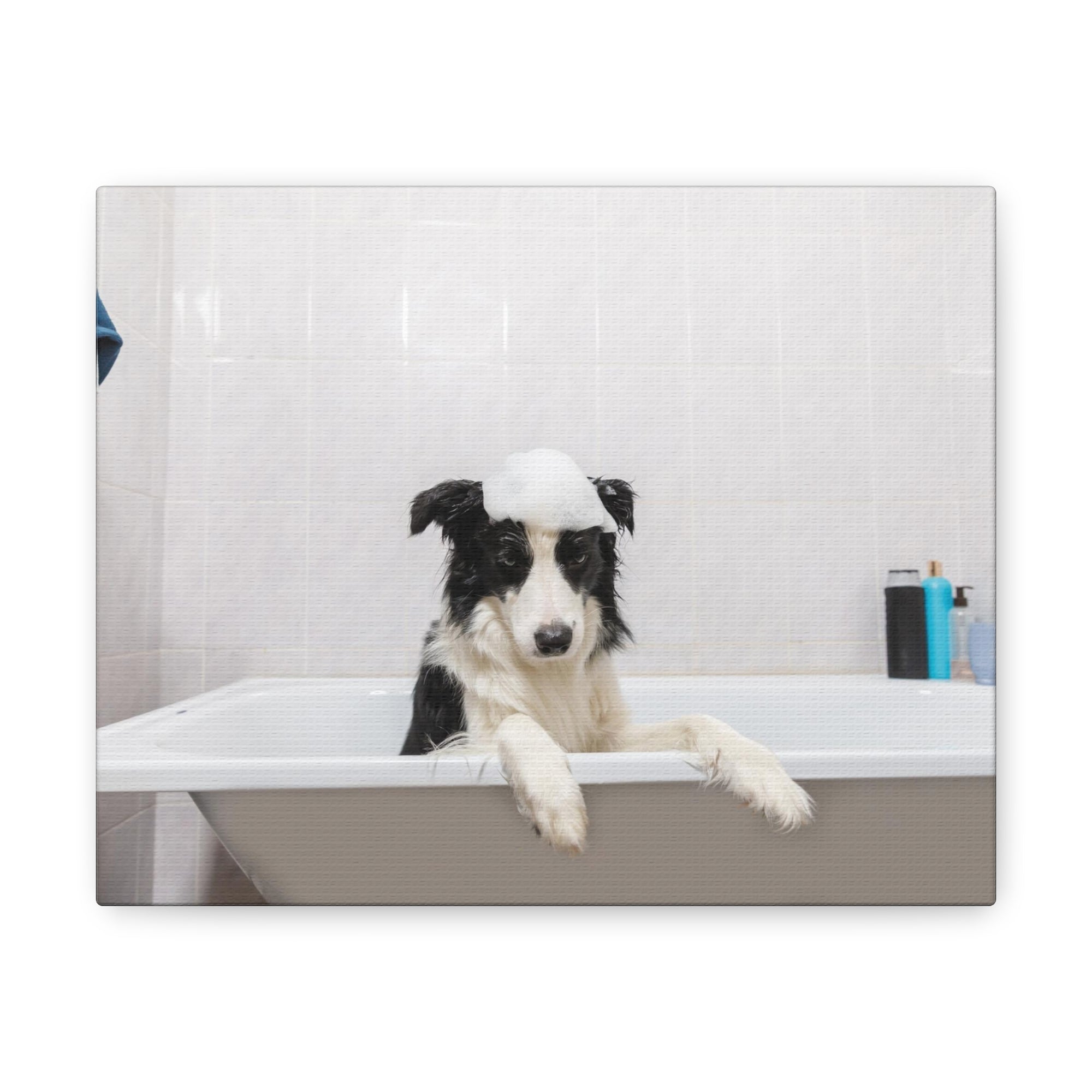 Funny Border Collie Bathee Canvas Wall Art for Home Decor Ready-to-Hang-Express Your Love Gifts