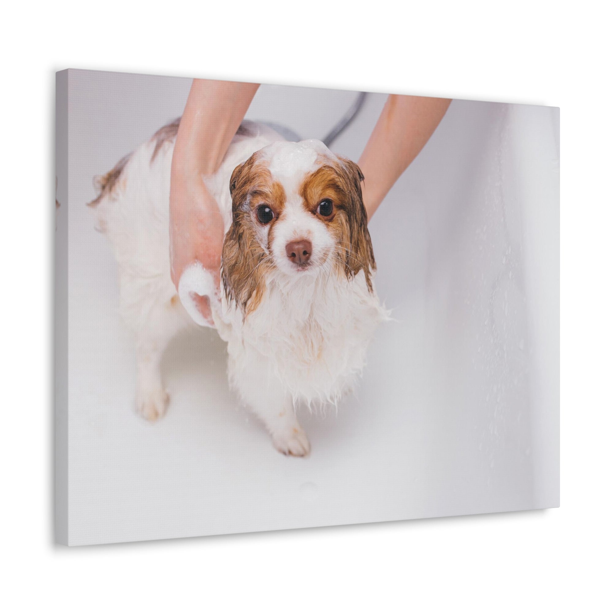 Cute Cavalier King Charles Spaniel Bath Canvas Wall Art for Home Decor Ready-to-Hang-Express Your Love Gifts
