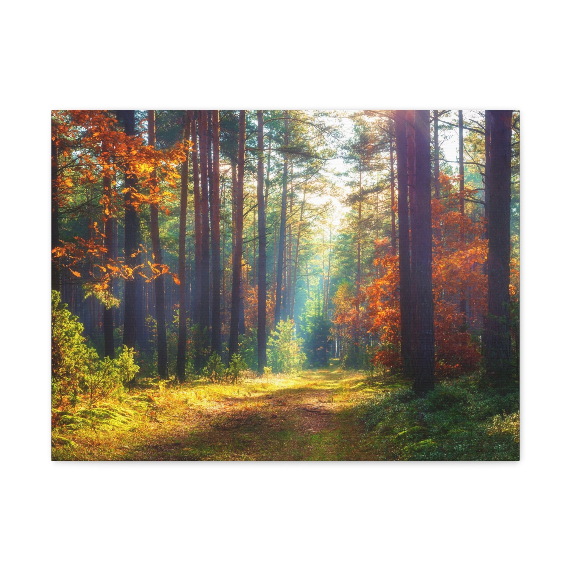 Autumn Forest Sunlight Shine Orange Tree Nature Wilderness Photography Canvas Wall Art for Home Decor Ready-to-Hang-Express Your Love Gifts