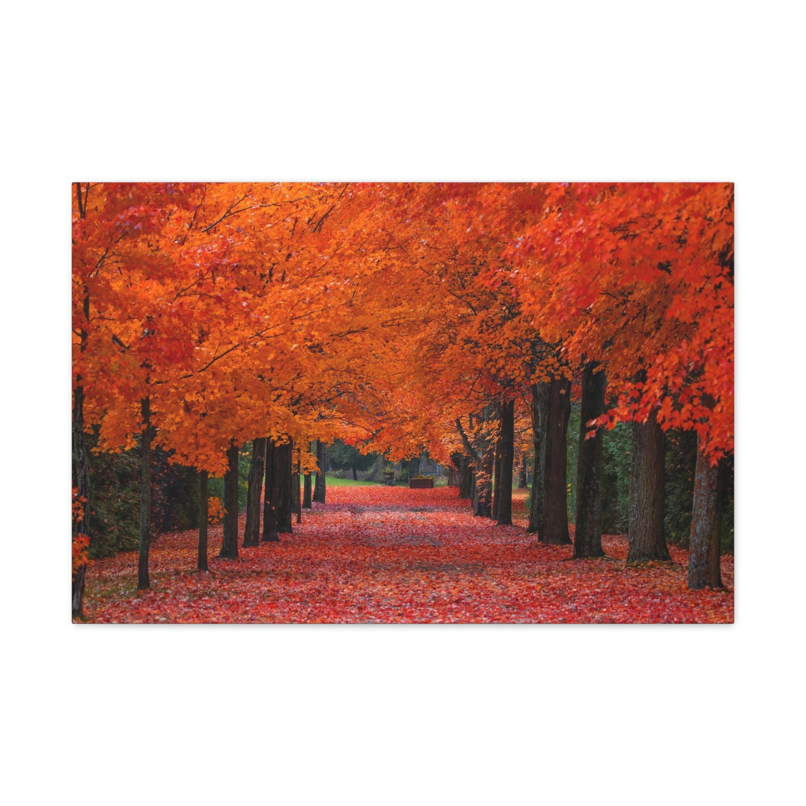 Autumn Forest Orange Leave Tree Trail Nature Wilderness Photography Canvas Wall Art for Home Decor Ready-to-Hang-Express Your Love Gifts