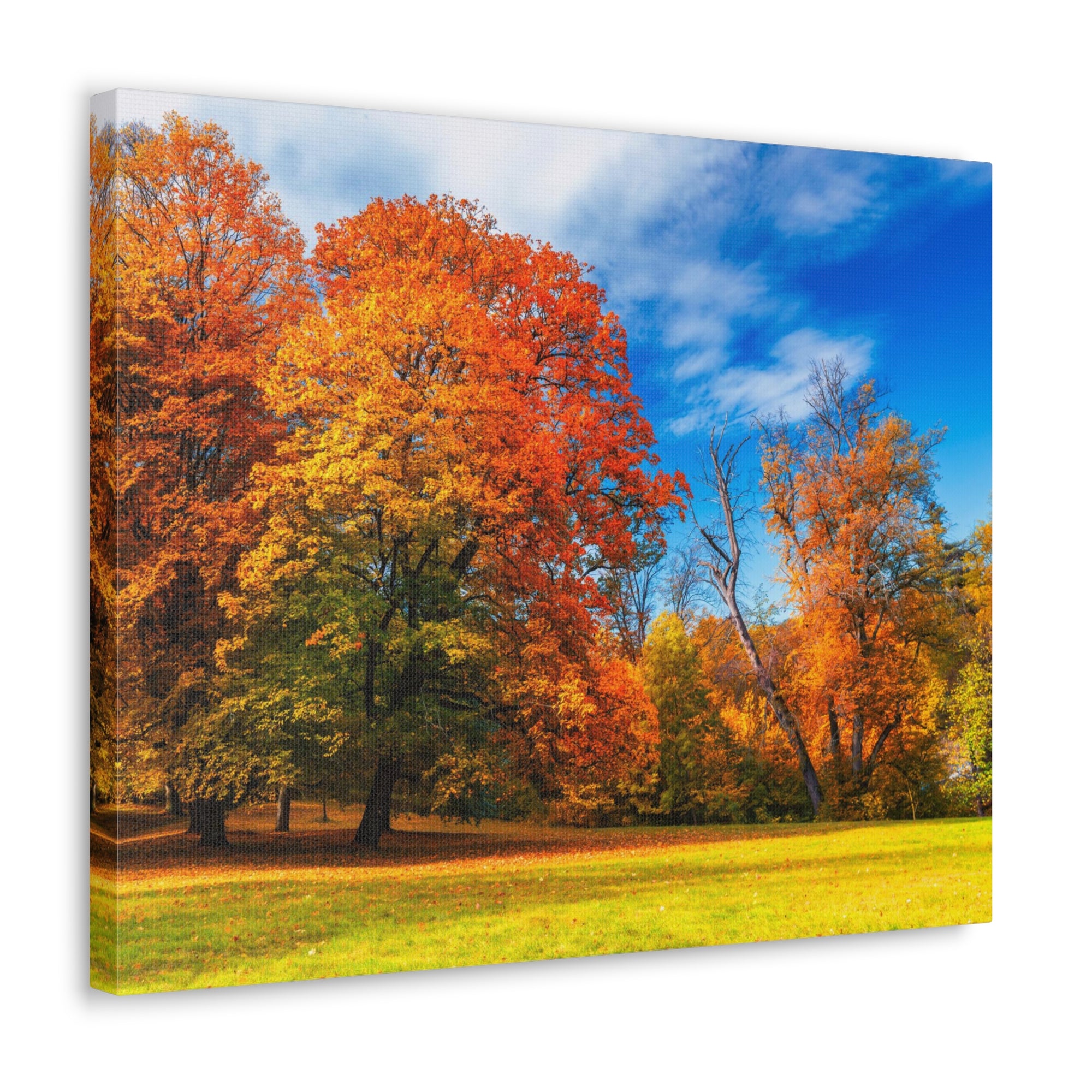 Autumn Fall Scene Beautiful Autumn Forest Path Beauty Nature Scene Bright Light Sun Wall Art Ready to Hang-Express Your Love Gifts