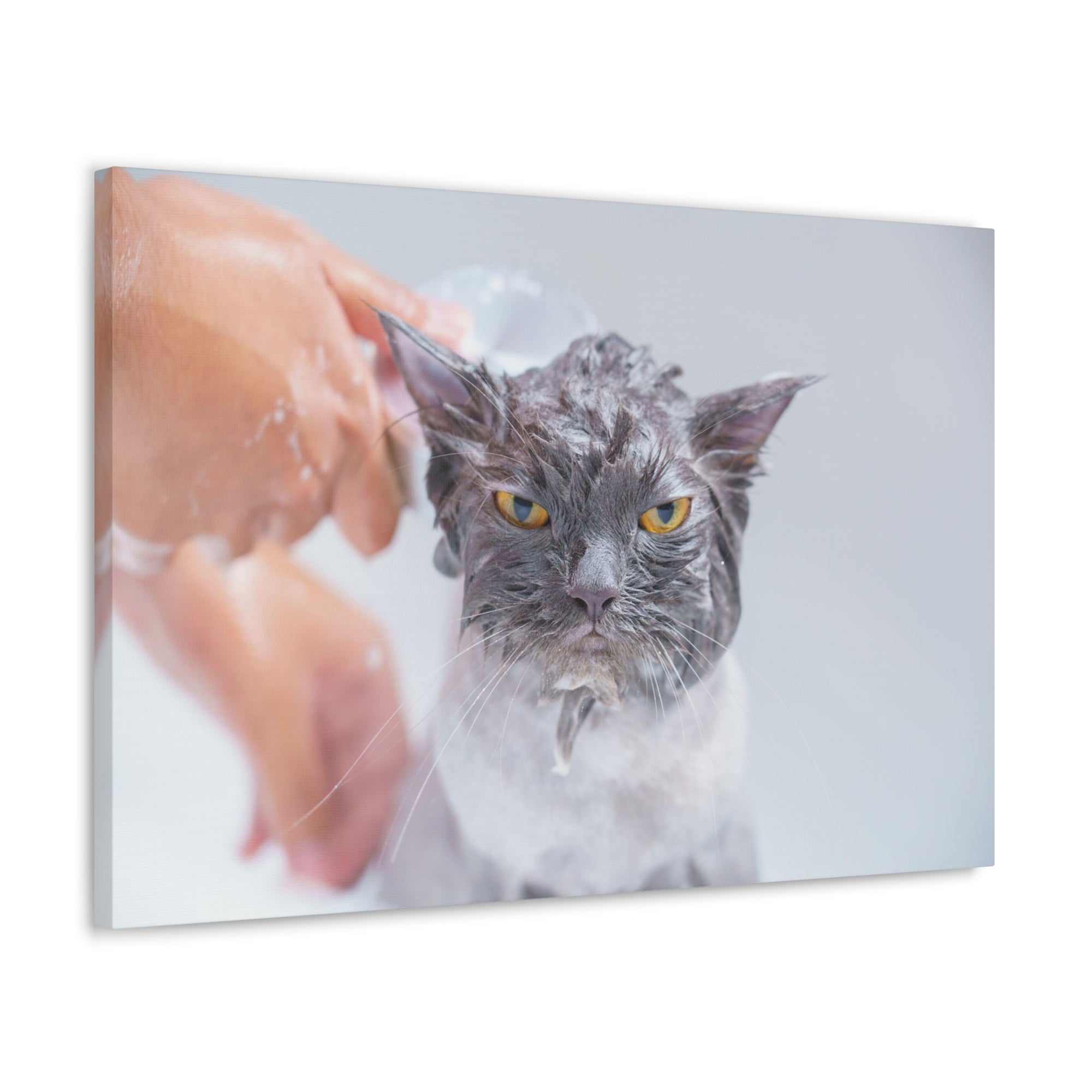 Funny Persian Cat Bathee Canvas Wall Art for Home Decor Ready-to-Hang-Express Your Love Gifts