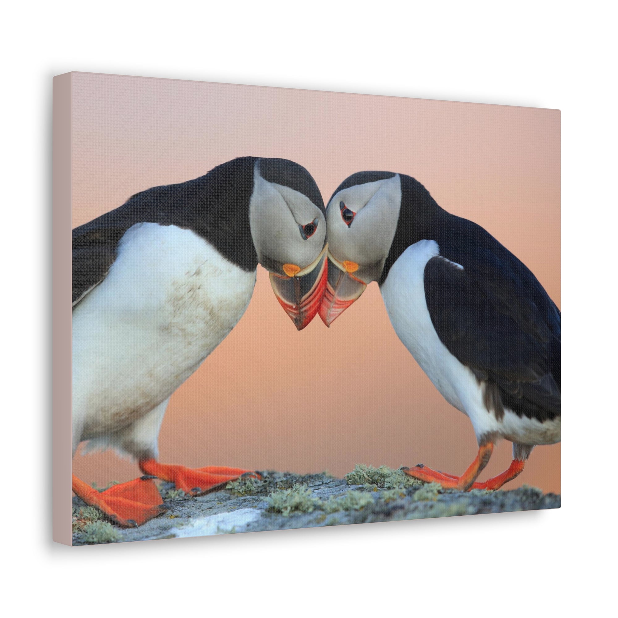 Funny Atlantic Puffin Silly Atlantic Puffin Couple Wall Art Ready to Hang-Express Your Love Gifts