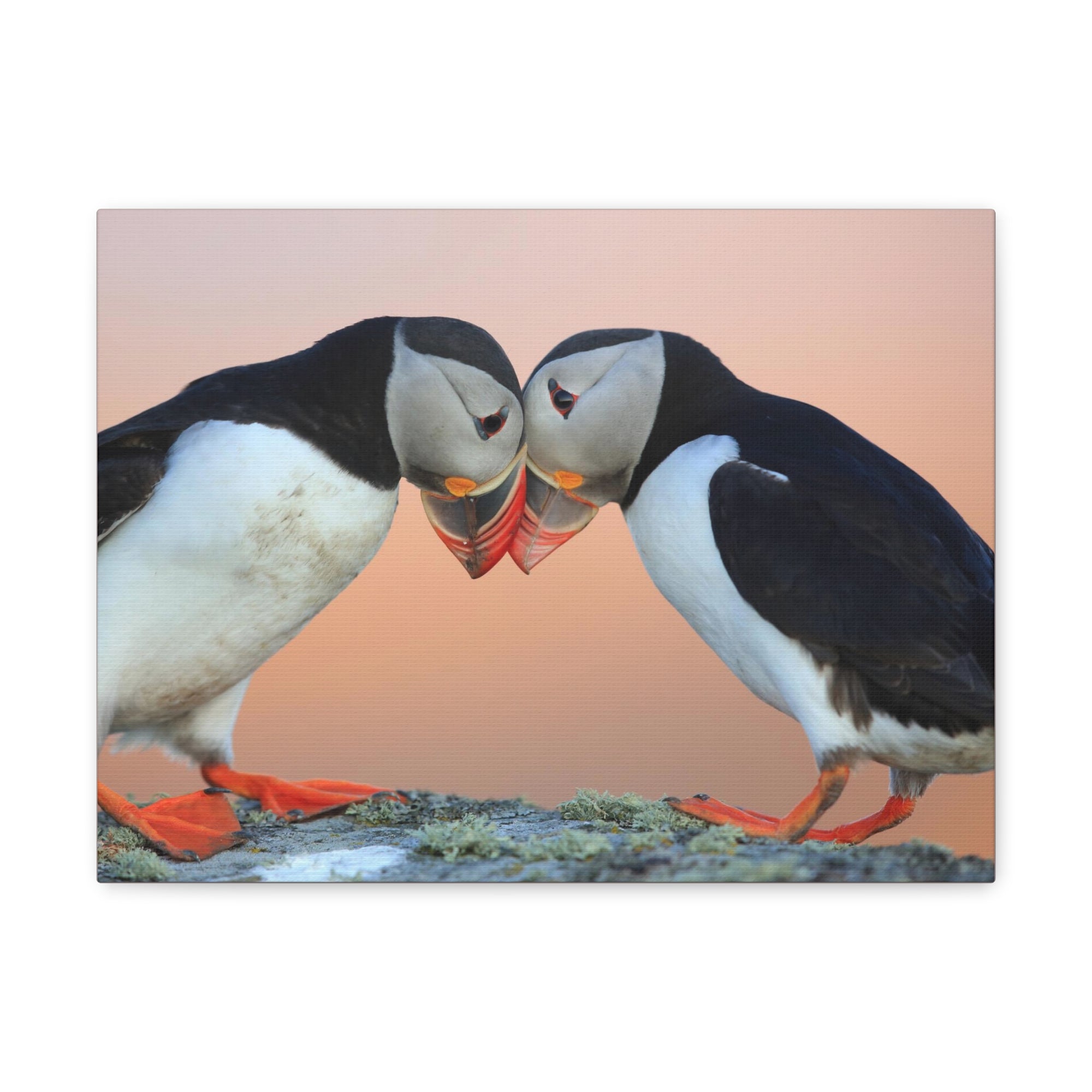 Funny Atlantic Puffin Silly Atlantic Puffin Couple Wall Art Ready to Hang-Express Your Love Gifts