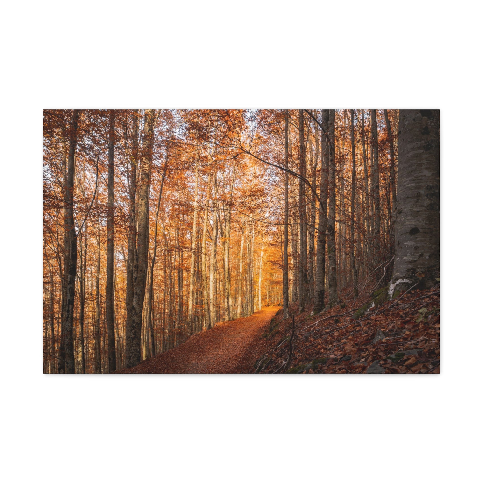 Autumn Forest Tree Trail With Yellow Leaves Nature Wilderness Photography Canvas Wall Art for Home Decor Ready-to-Hang-Express Your Love Gifts