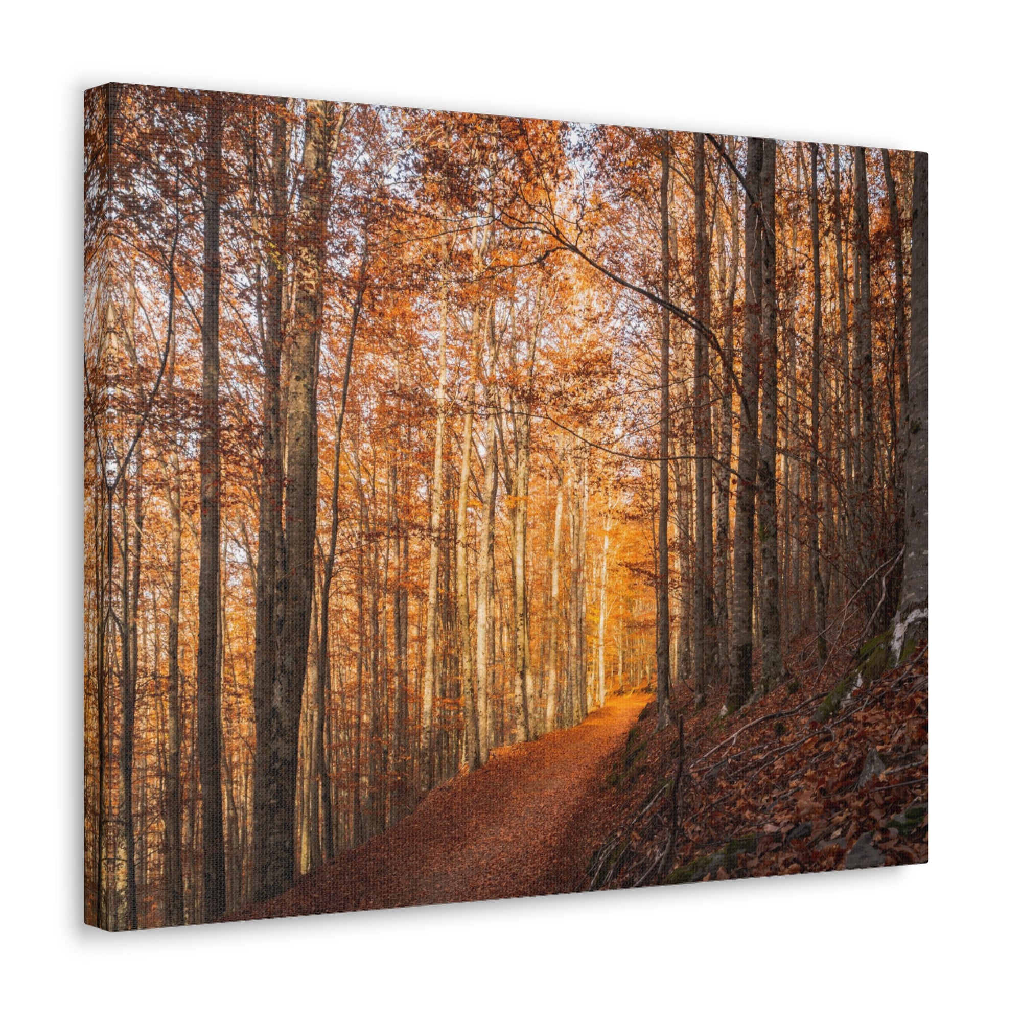 Autumn Forest Tree Trail With Yellow Leaves Nature Wilderness Photography Canvas Wall Art for Home Decor Ready-to-Hang-Express Your Love Gifts