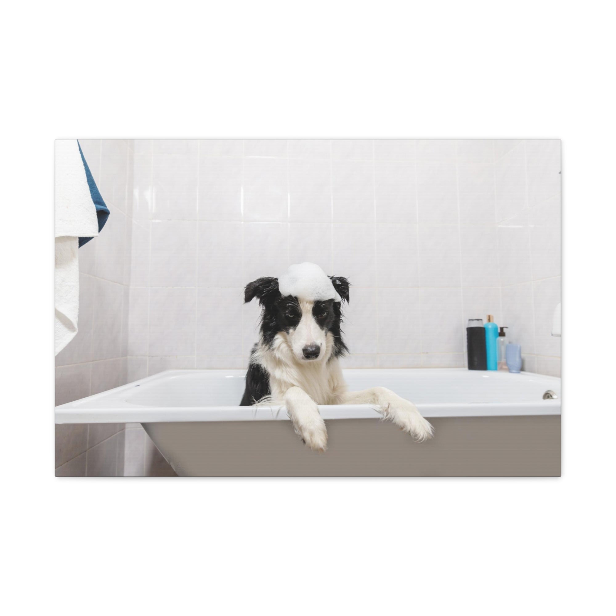 Funny Border Collie Bathee Canvas Wall Art for Home Decor Ready-to-Hang-Express Your Love Gifts