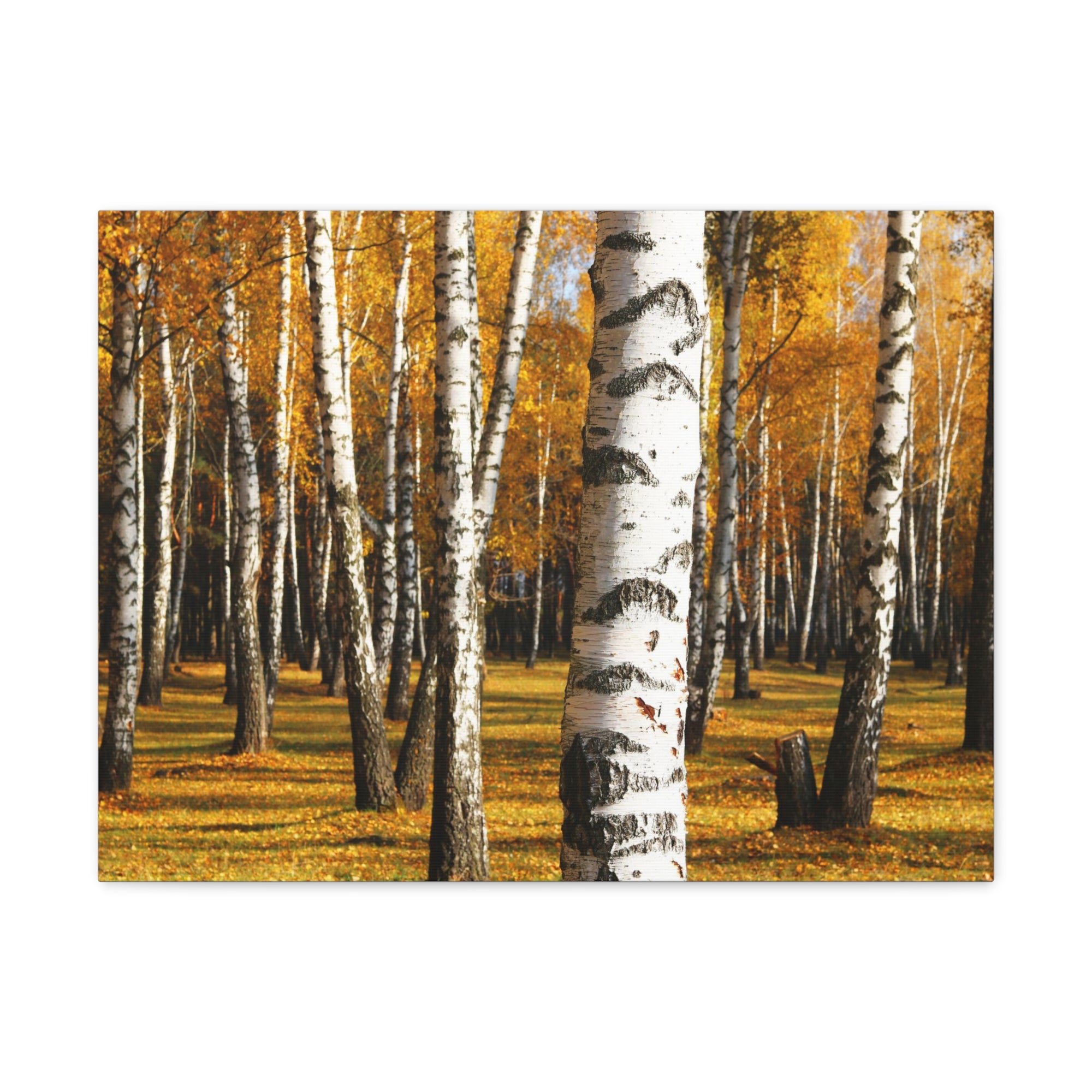 Birch Tree Orange Forest Nature Wilderness Photography Canvas Wall Art for Home Decor Ready-to-Hang-Express Your Love Gifts