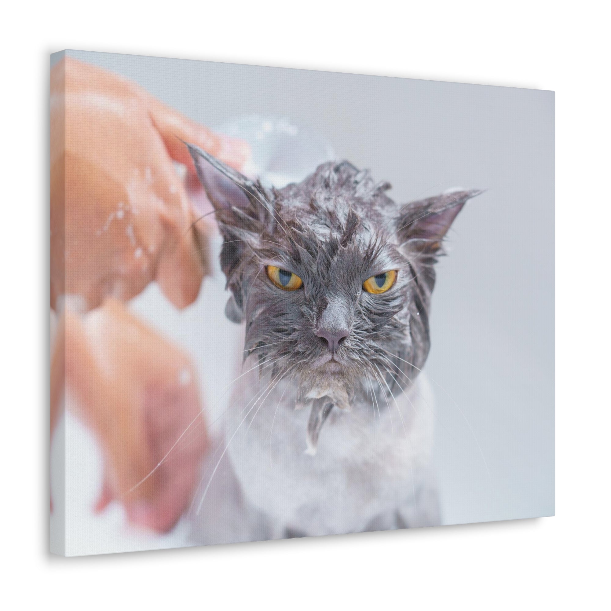 Funny Persian Cat Bathee Canvas Wall Art for Home Decor Ready-to-Hang-Express Your Love Gifts