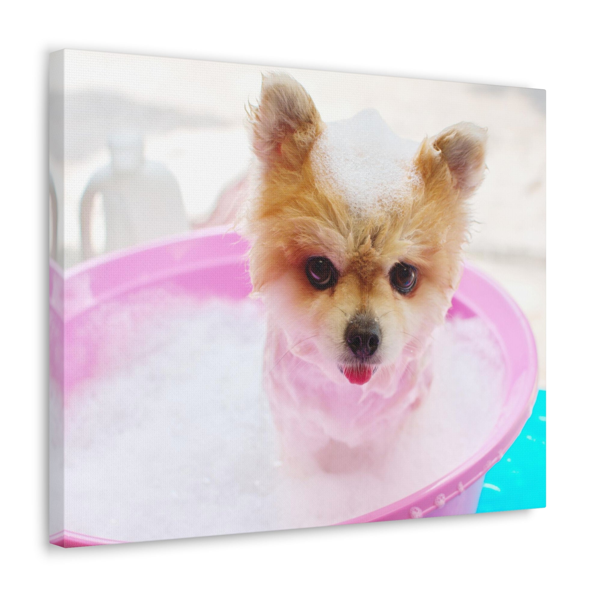 Funny Pomeranian Bath Canvas Wall Art for Home Decor Ready-to-Hang-Express Your Love Gifts