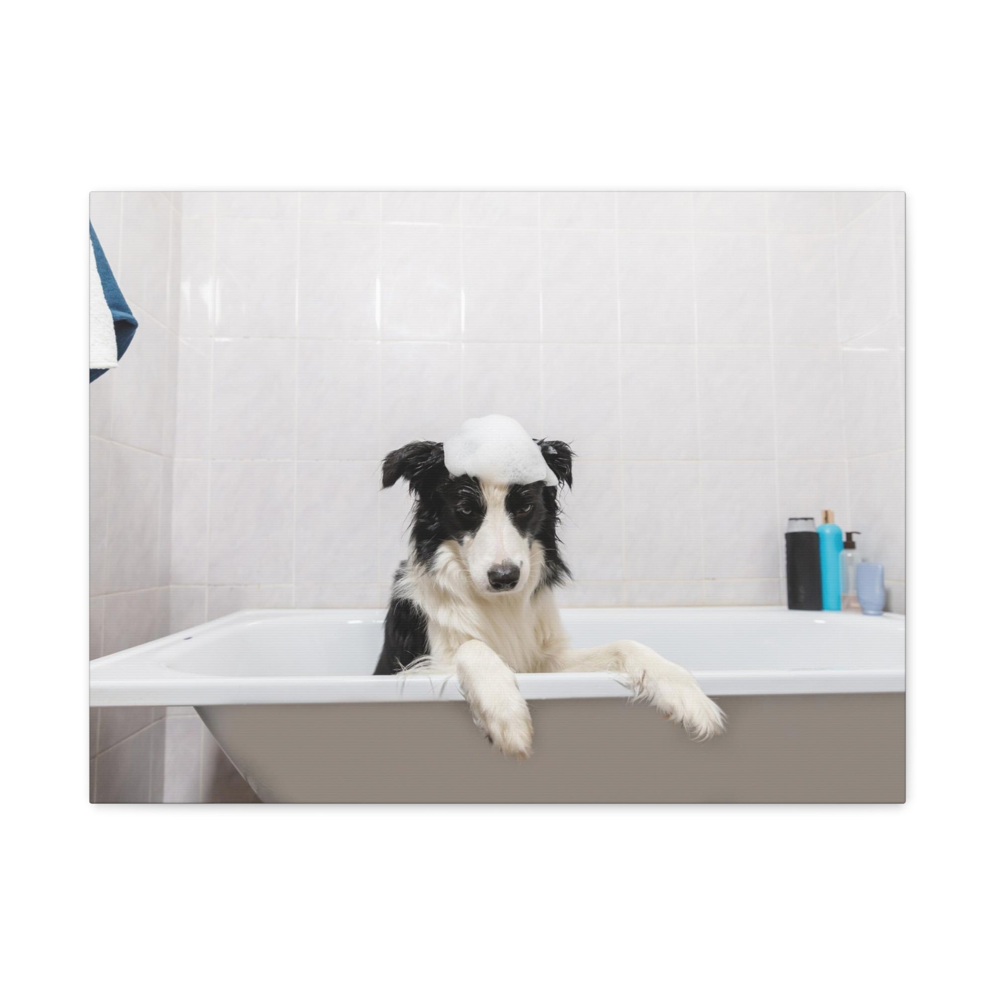 Funny Border Collie Bathee Canvas Wall Art for Home Decor Ready-to-Hang-Express Your Love Gifts