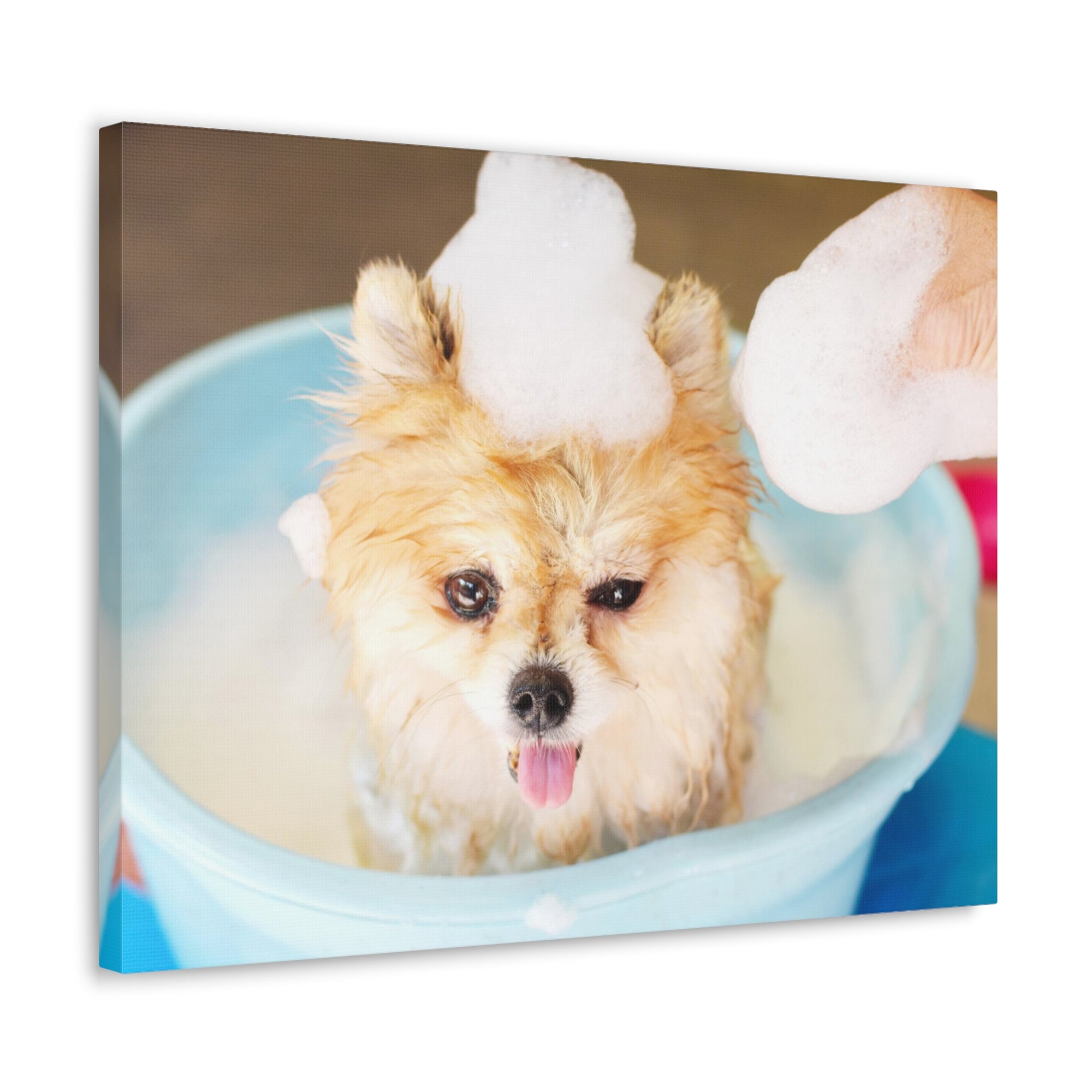 Funny Pomeranian Bathee Canvas Wall Art for Home Decor Ready-to-Hang-Express Your Love Gifts