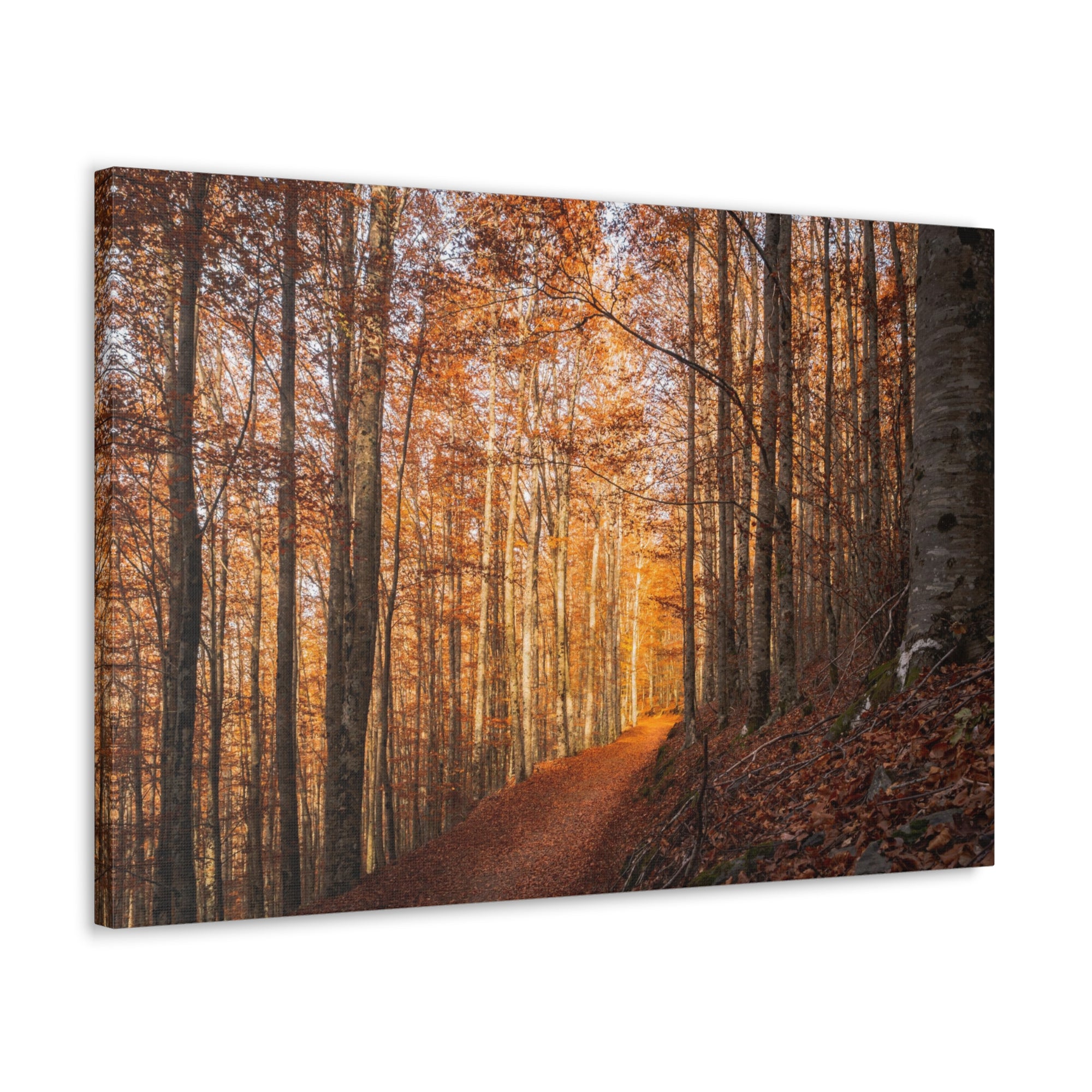 Autumn Forest Tree Trail With Yellow Leaves Nature Wilderness Photography Canvas Wall Art for Home Decor Ready-to-Hang-Express Your Love Gifts