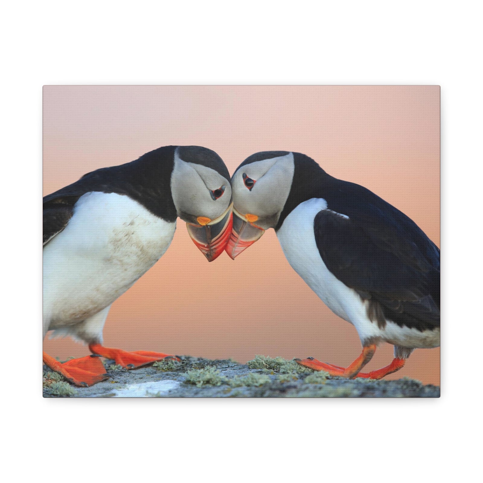 Funny Atlantic Puffin Silly Atlantic Puffin Couple Wall Art Ready to Hang-Express Your Love Gifts