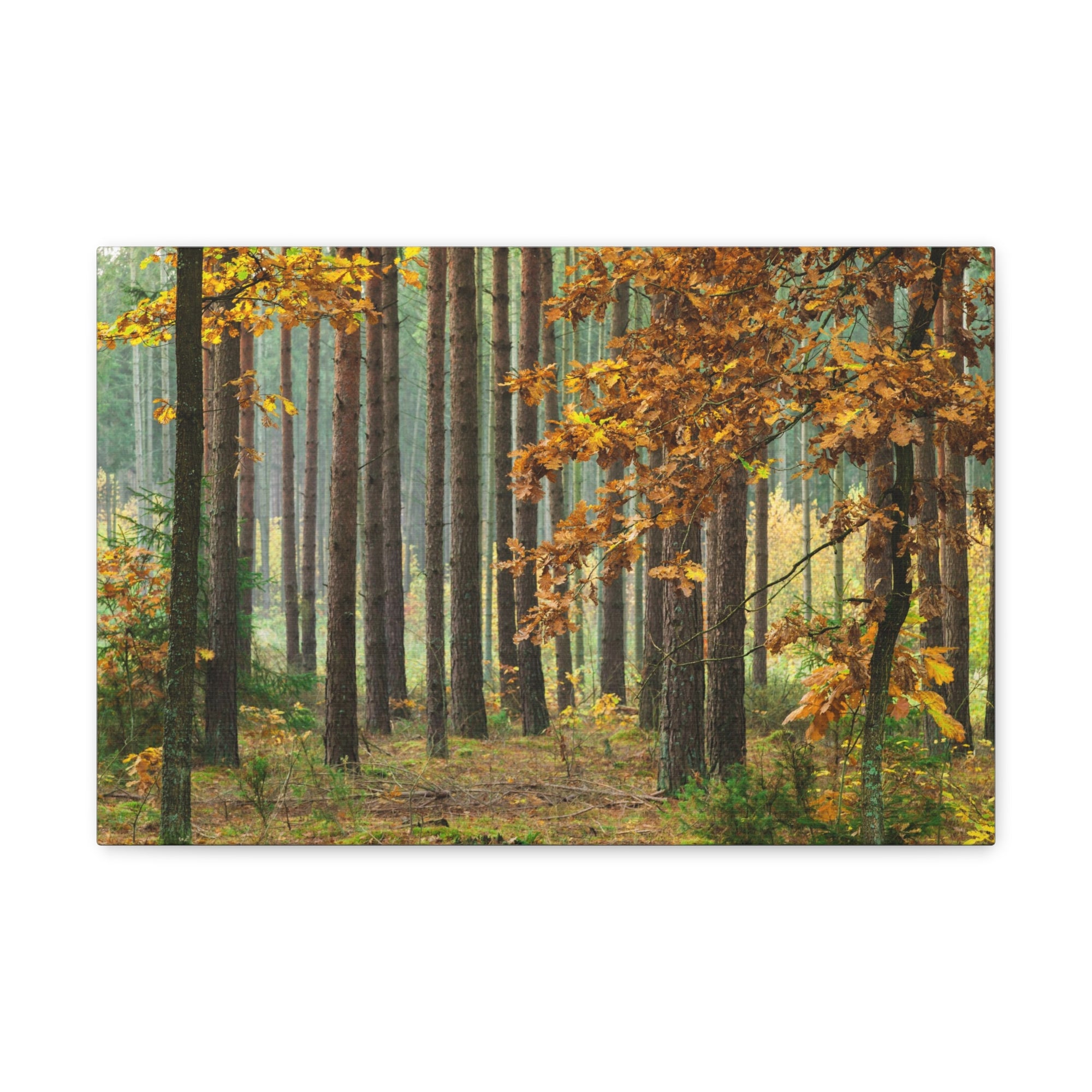 Autumn Forest Orange Tree Nature Wilderness Photography Canvas Wall Art for Home Decor Ready-to-Hang-Express Your Love Gifts