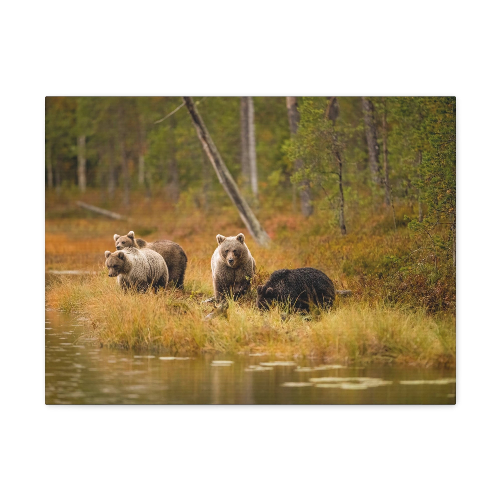 Bears In Spring Forest Nature Wilderness Photography Canvas Wall Art for Home Decor Ready-to-Hang-Express Your Love Gifts