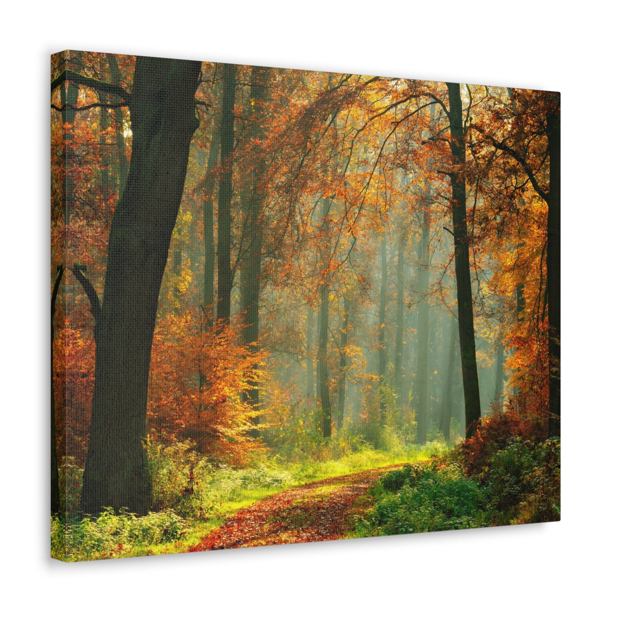 Autumn Tree Trail Forest Nature Wilderness Photography Canvas Wall Art for Home Decor Ready-to-Hang-Express Your Love Gifts