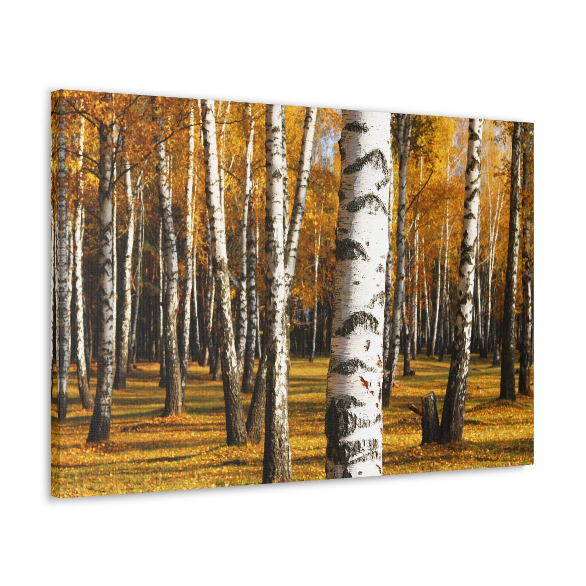 Birch Tree Orange Forest Nature Wilderness Photography Canvas Wall Art for Home Decor Ready-to-Hang-Express Your Love Gifts