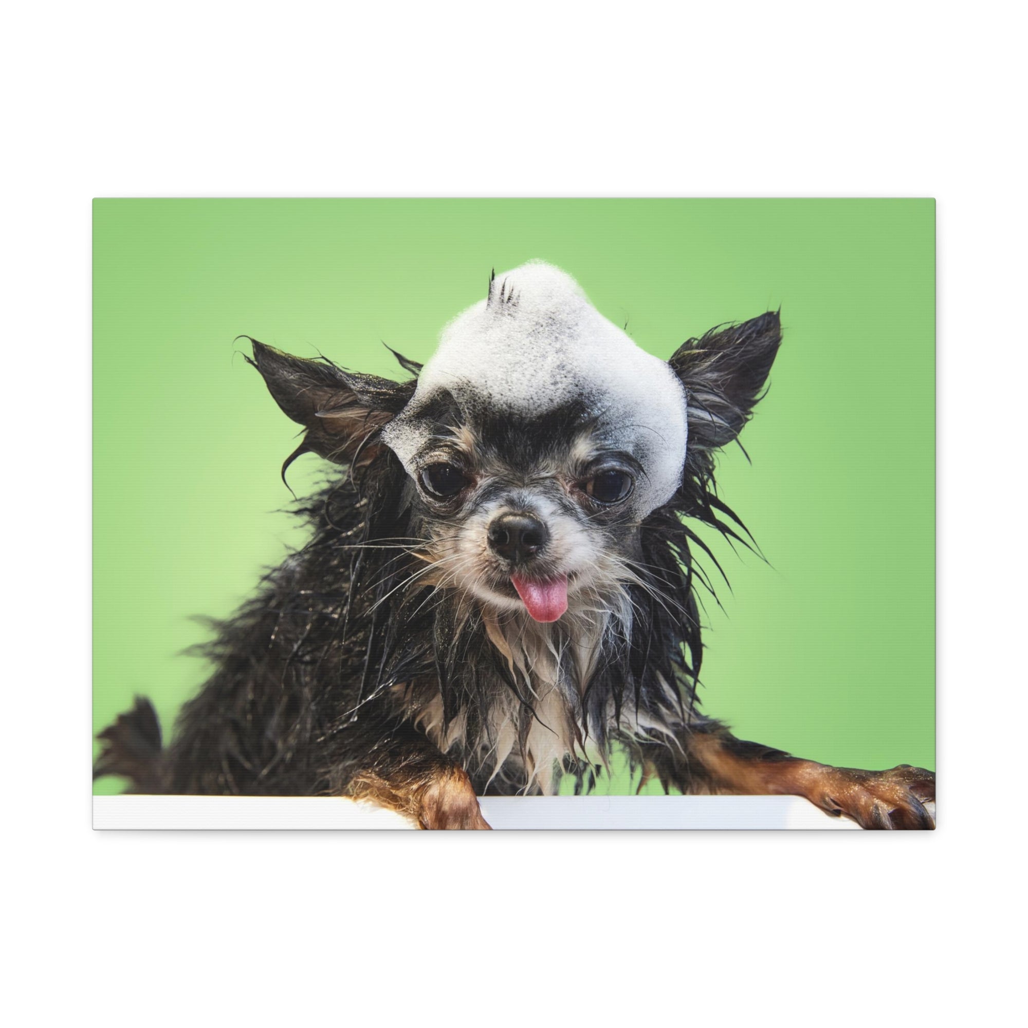 Funny Chihuahua Bath Canvas Wall Art for Home Decor Ready-to-Hang-Express Your Love Gifts